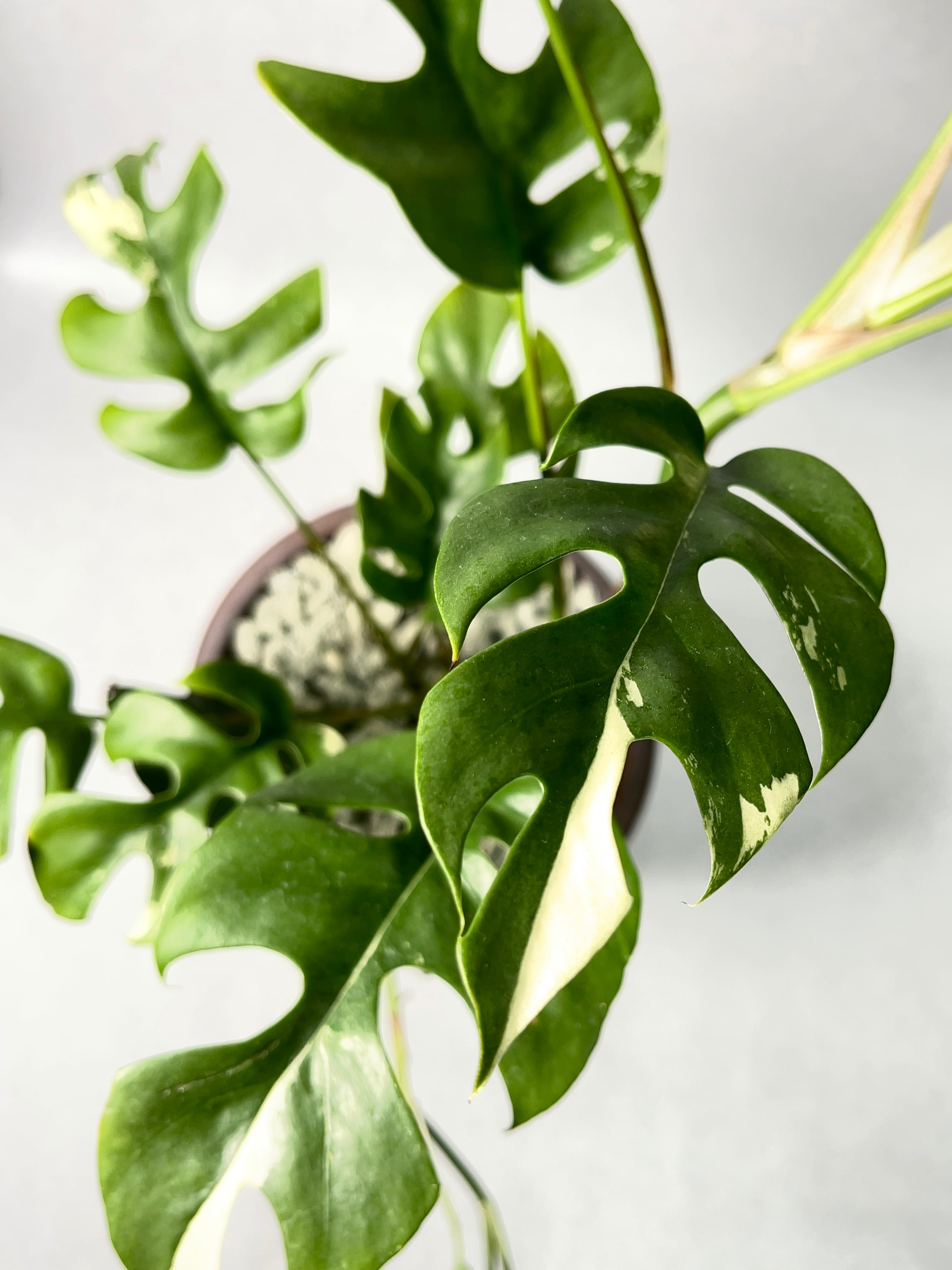 花宇宙×trigger】植栽B | trigger