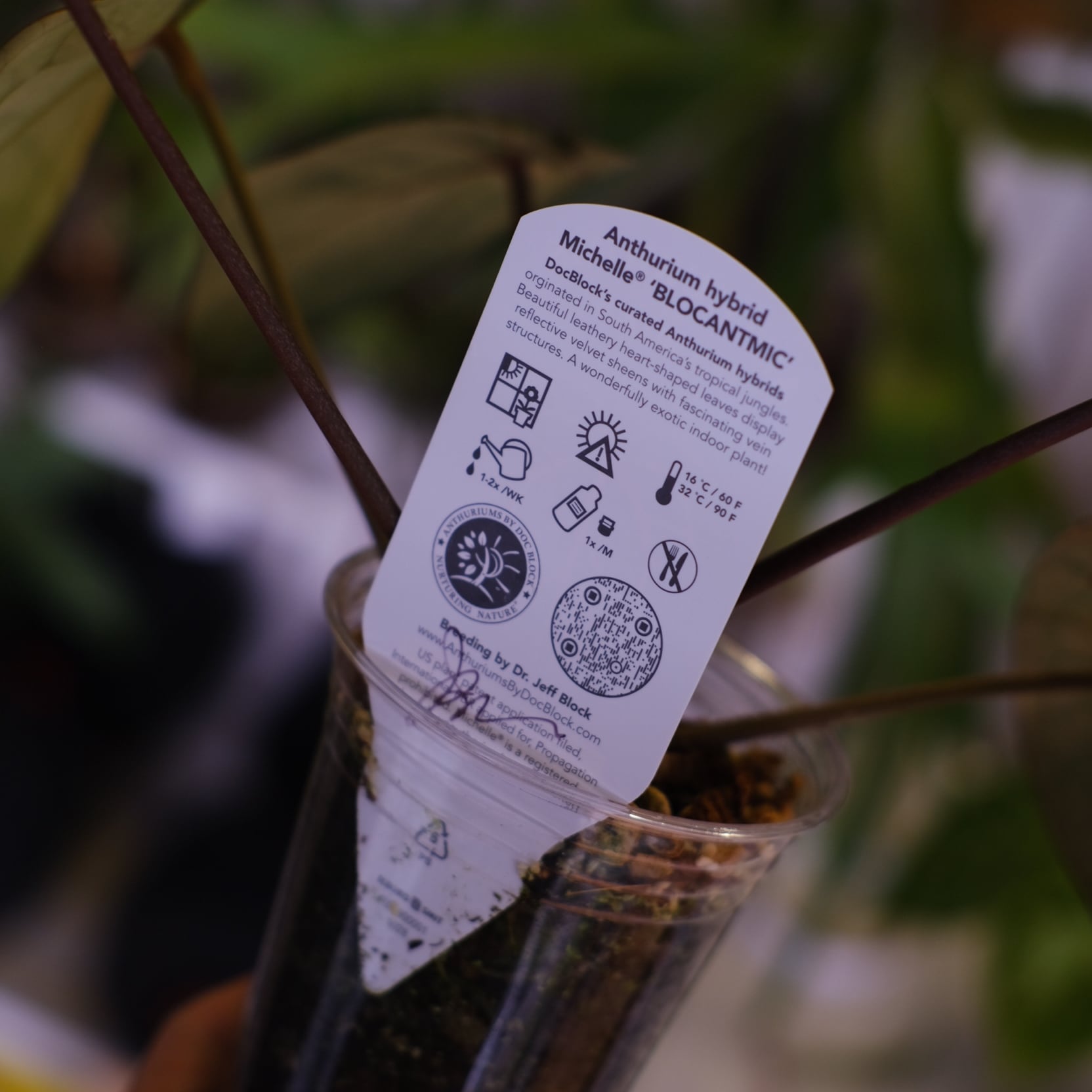 正規タグ】Anthurium 'Michelle' by DOC BLOCK│アンスリウム