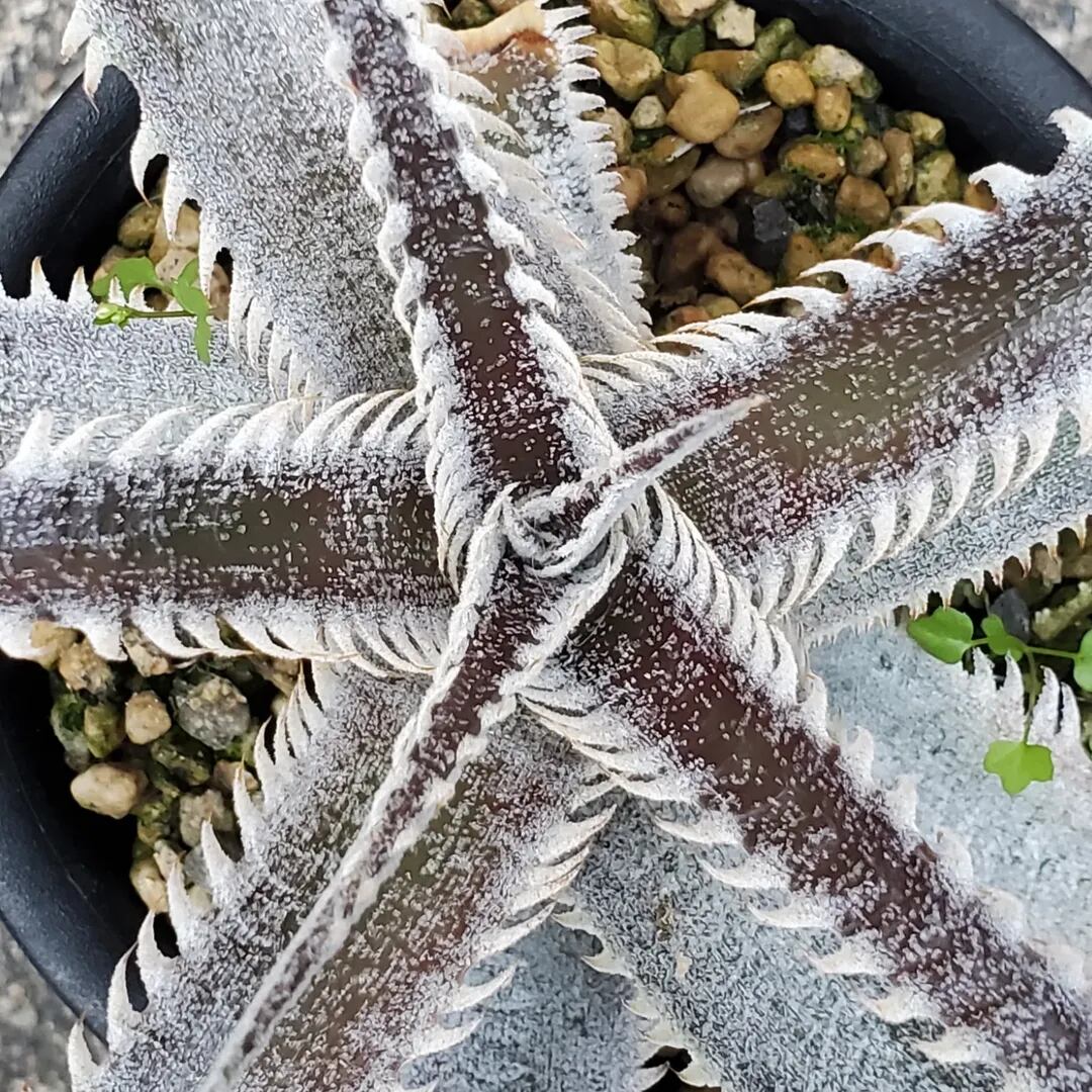 F00261_Dyckia 'A-J'：ディッキア・A-J（子株） | レアプランツ通販