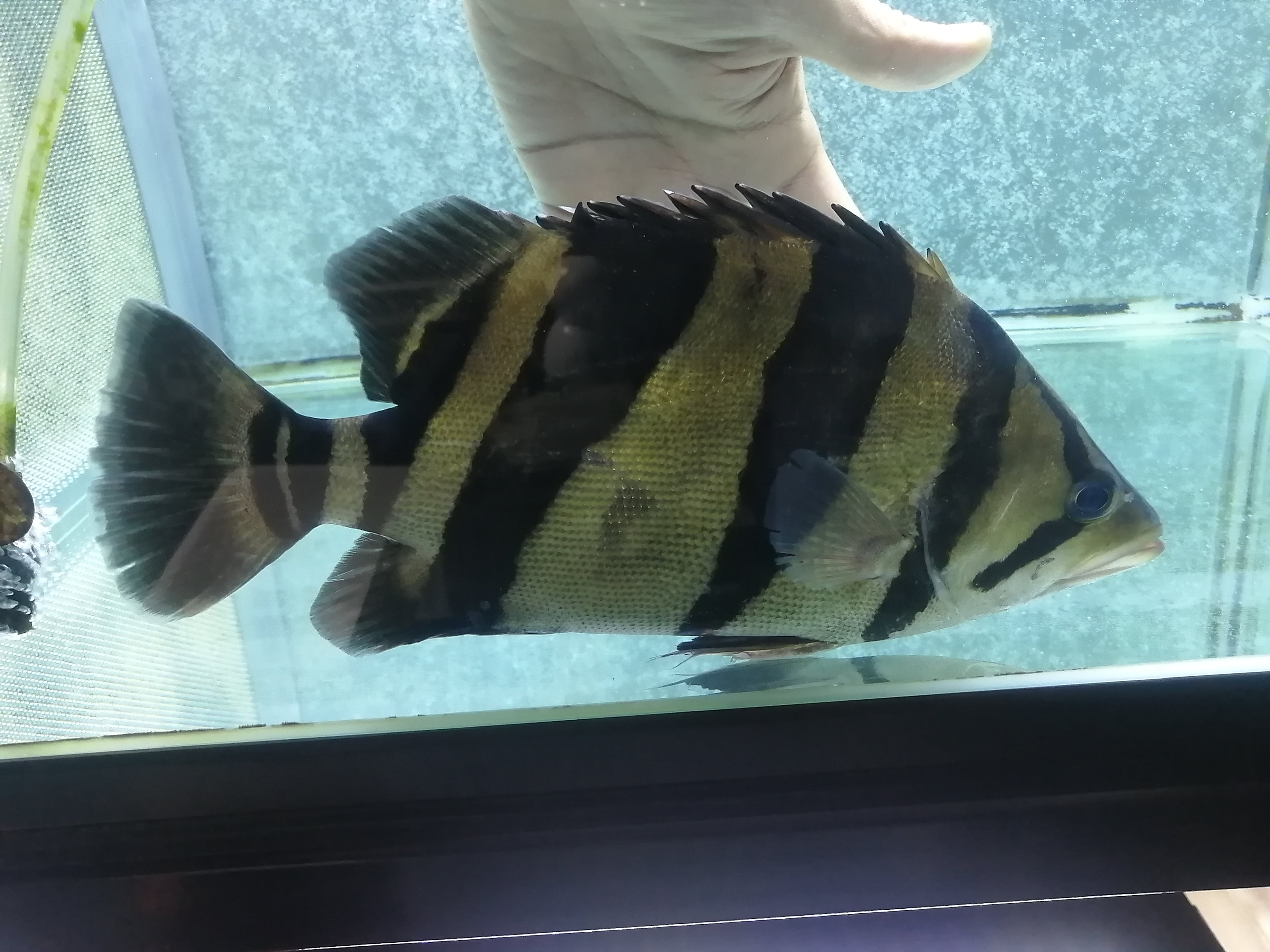 アロワナ、ダトニオリアルバンド、珍色オスカー ダトニオリアルバンド(ボルネオ)25㎝ | アロワナ等の大型魚・熱帯魚の