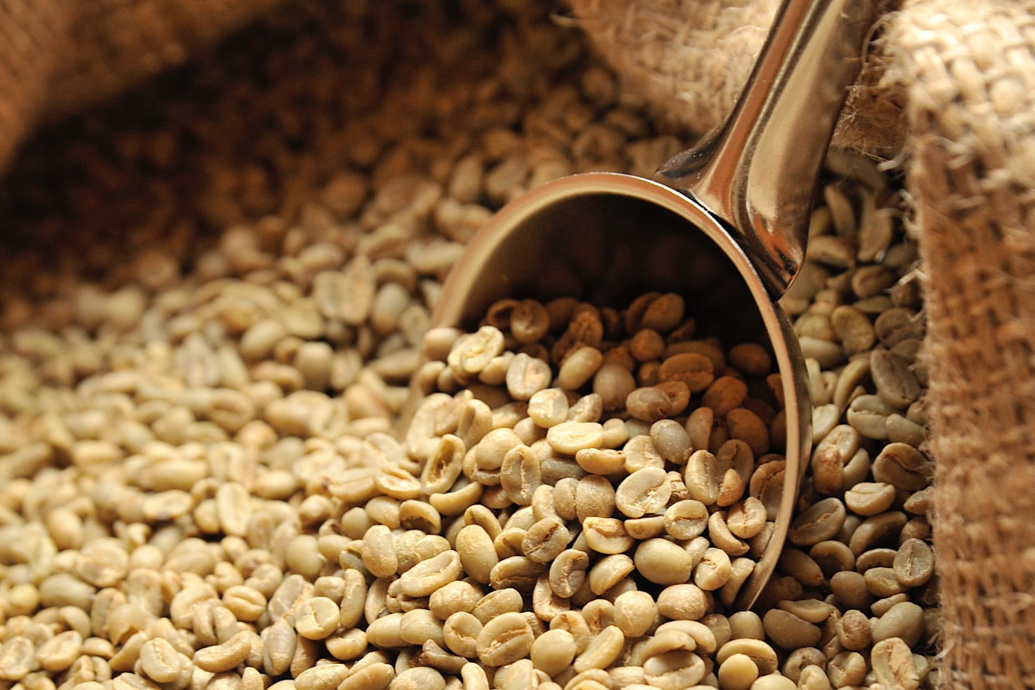 生豆｜インドネシア アチェG1 ゲガラン 500g | Nikko Coffee 日光珈琲