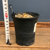 【クリアランスセール対象商品】ユーフォルビア　クラビゲラ【774】【再撮影】【▼】