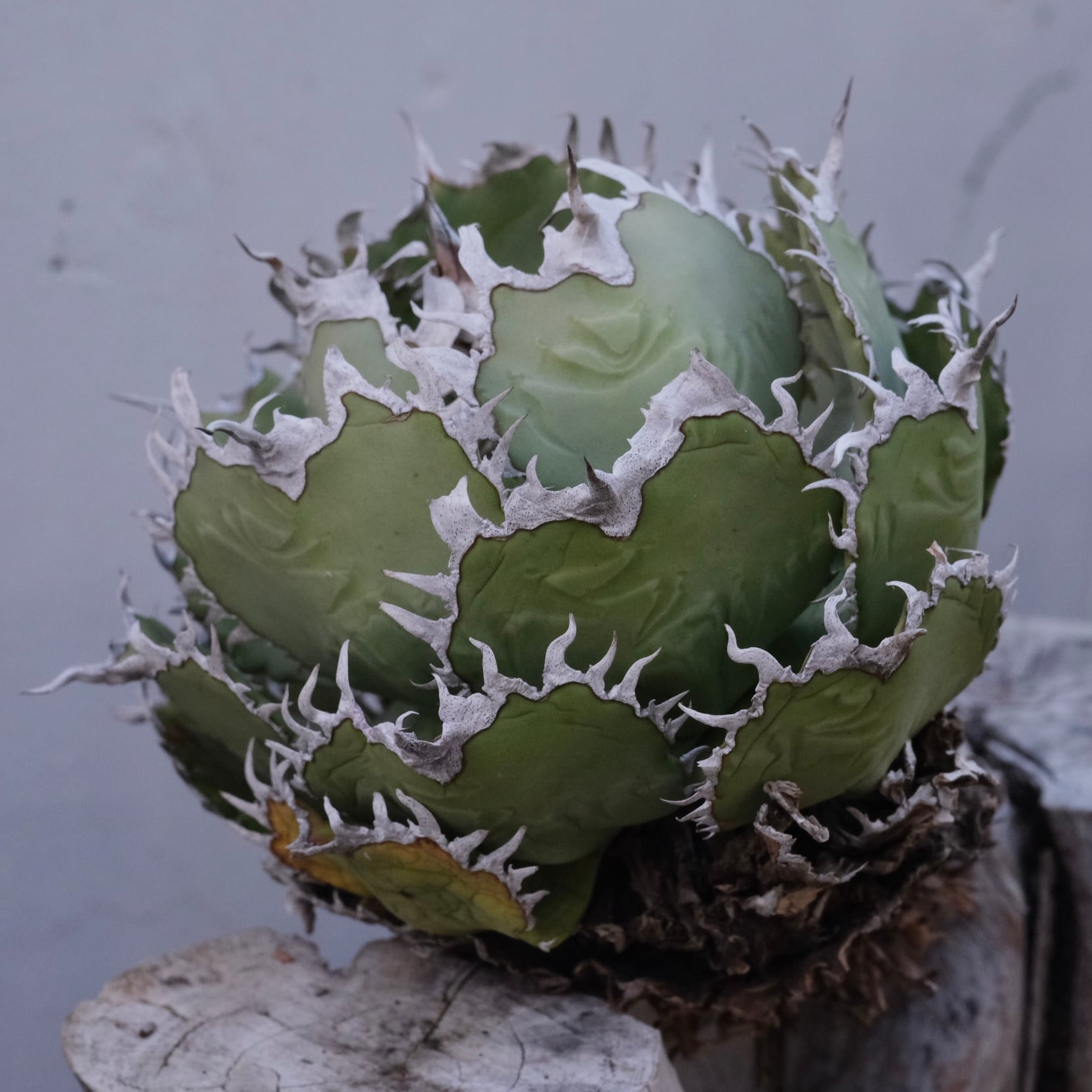 大株）Agave titanota Wabi フィリグリー ф16cm | wabi
