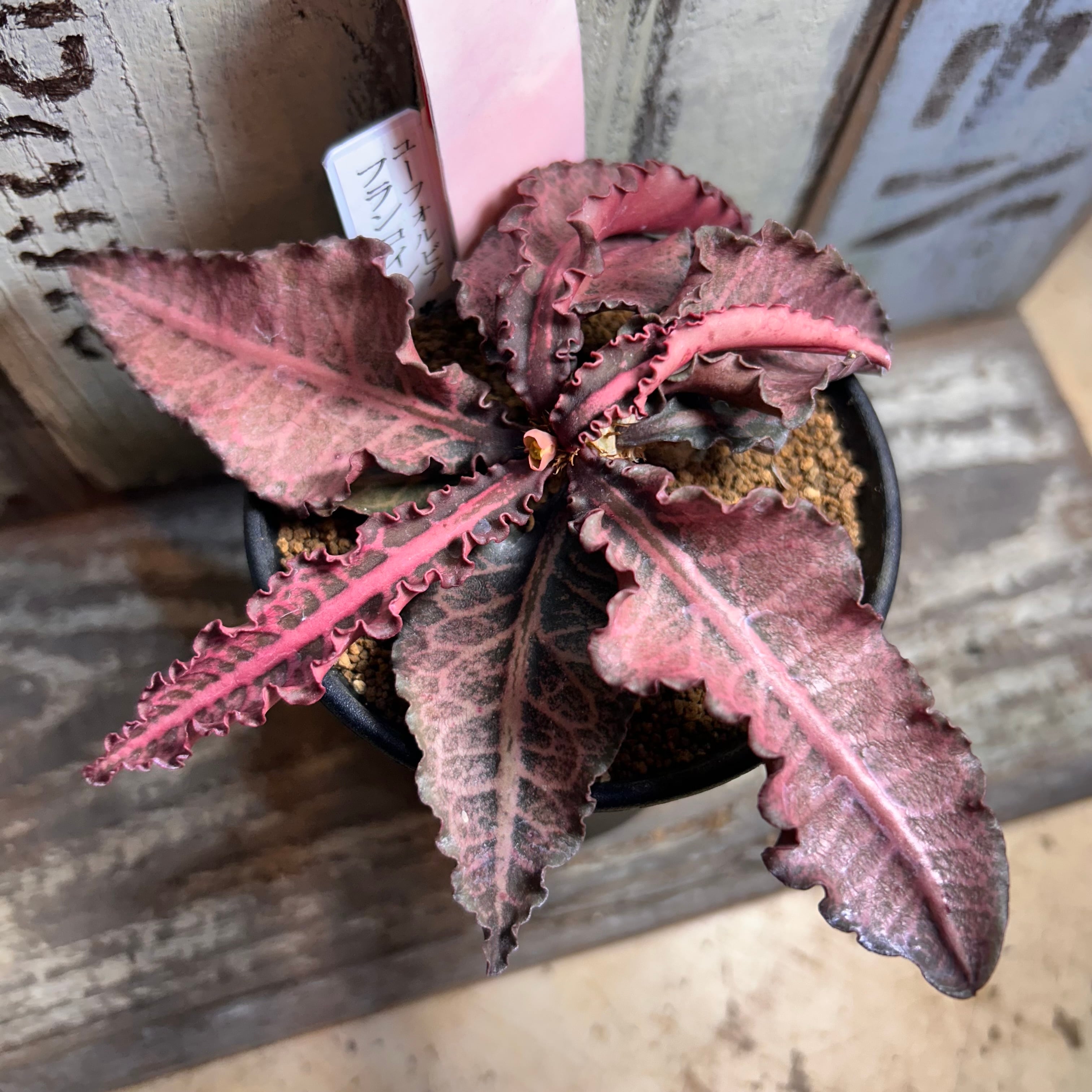 T) フランコイシー ユーフォルビア | RuPo 多肉植物専門店