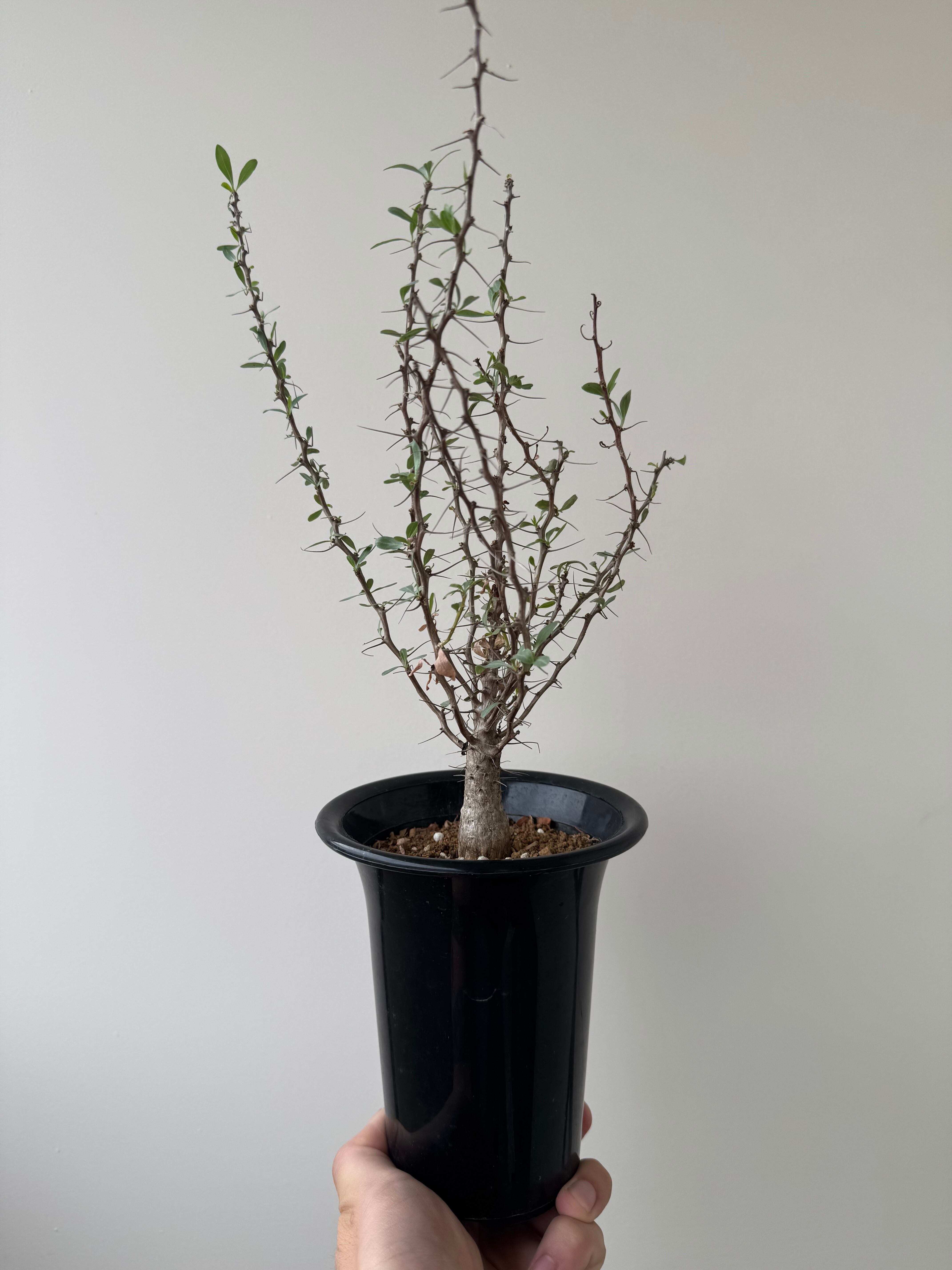 【新着】Fouquieria columnaris 観峰玉 【バランス良しな冬型塊根】フォークイエリア コルムナリス