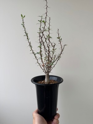 【新着】Fouquieria columnaris 観峰玉 【バランス良しな冬型塊根】フォークイエリア コルムナリス