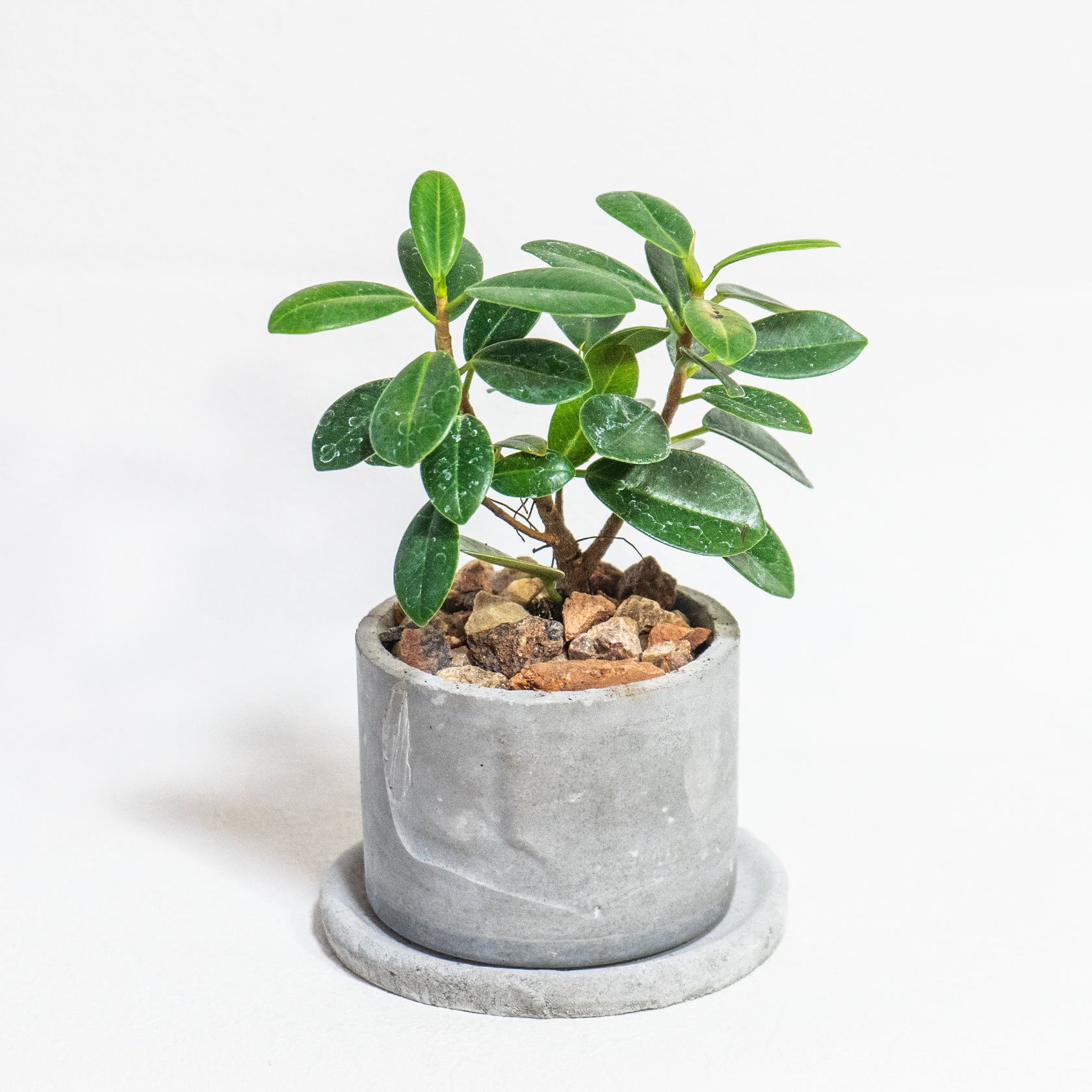≪ 観葉植物 ≫室内管理もオッケーなパンダガジュマルの鉢植え｜シンプルでお部屋を選ばない手作りモルタル鉢