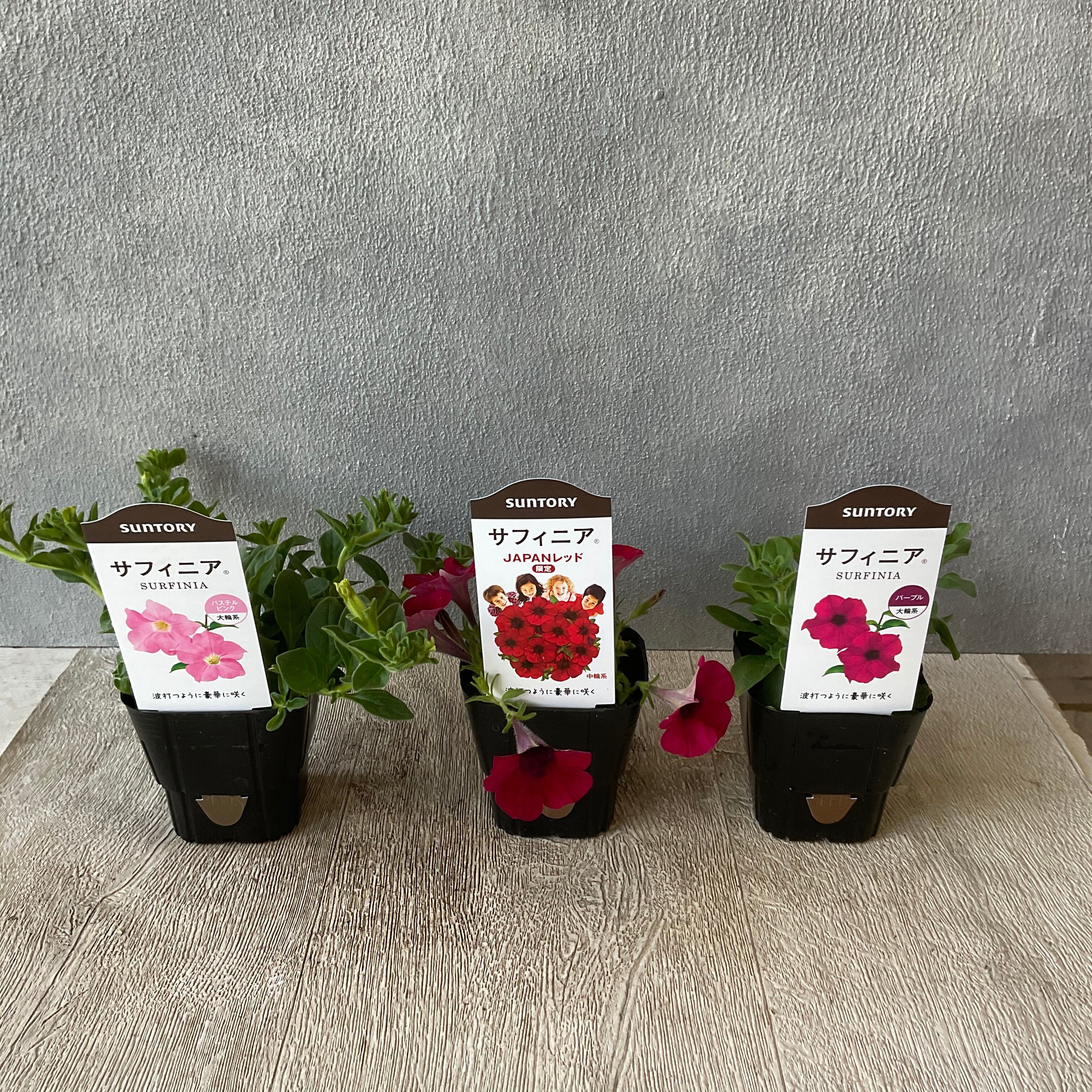 サフィニア 選べる 3色 橋本種苗園