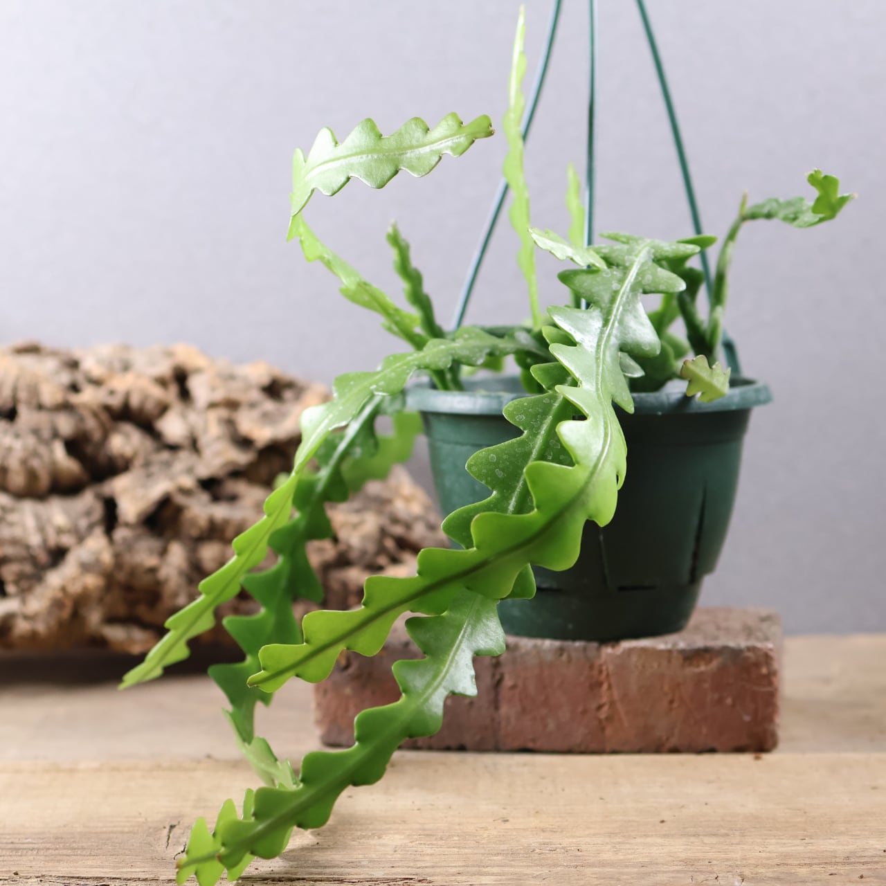578『カリバナス フーケリー』観葉植物【送料無料】 | MARX PLANTS