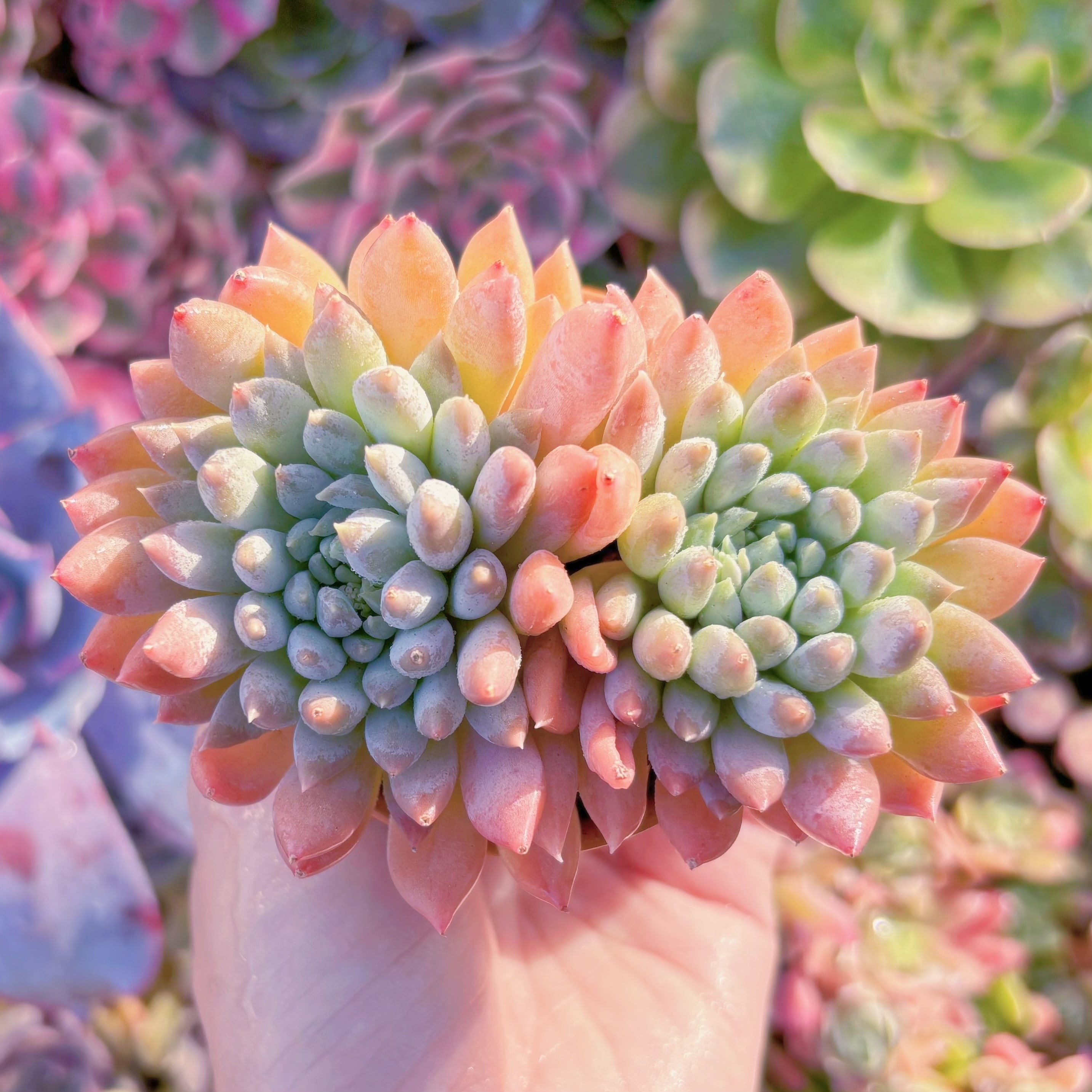 現品　宵桃（よいもも）#F019　群生　在庫僅少　るる農園