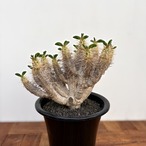 Euphorbia guillauminiana【ユーフォルビア・ギラウミニアナ】