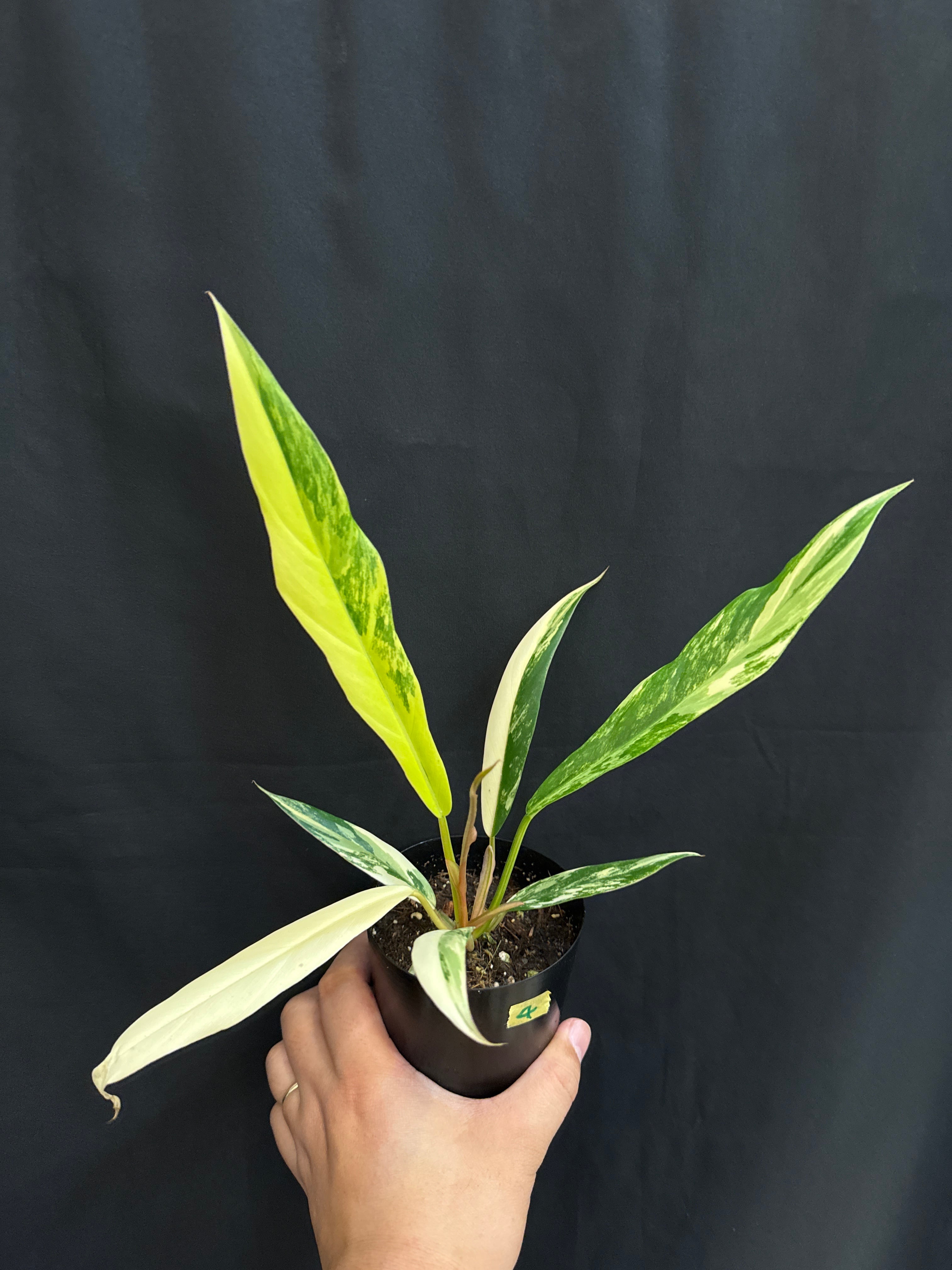 斑入り植物(バリエガータ・錦) | Gardenえん 【観葉熱帯植物】