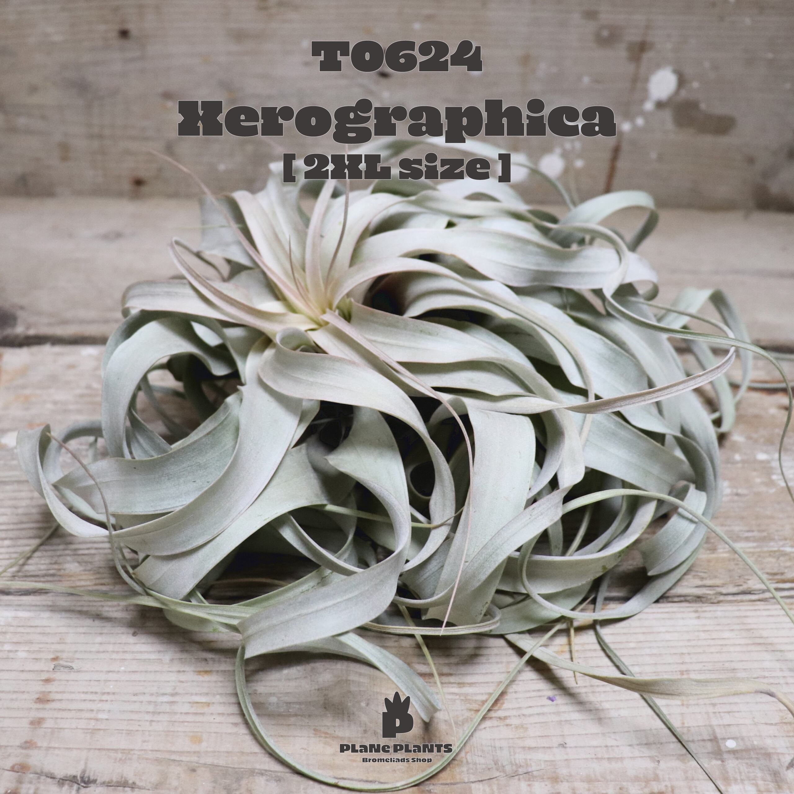 【reserved】キセログラフィカ2XL〔エアプランツ〕現品発送T0624