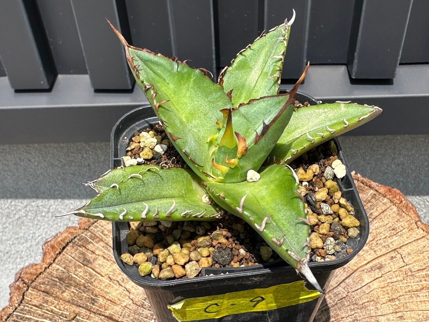 【C-9 】oteroi seedling ①