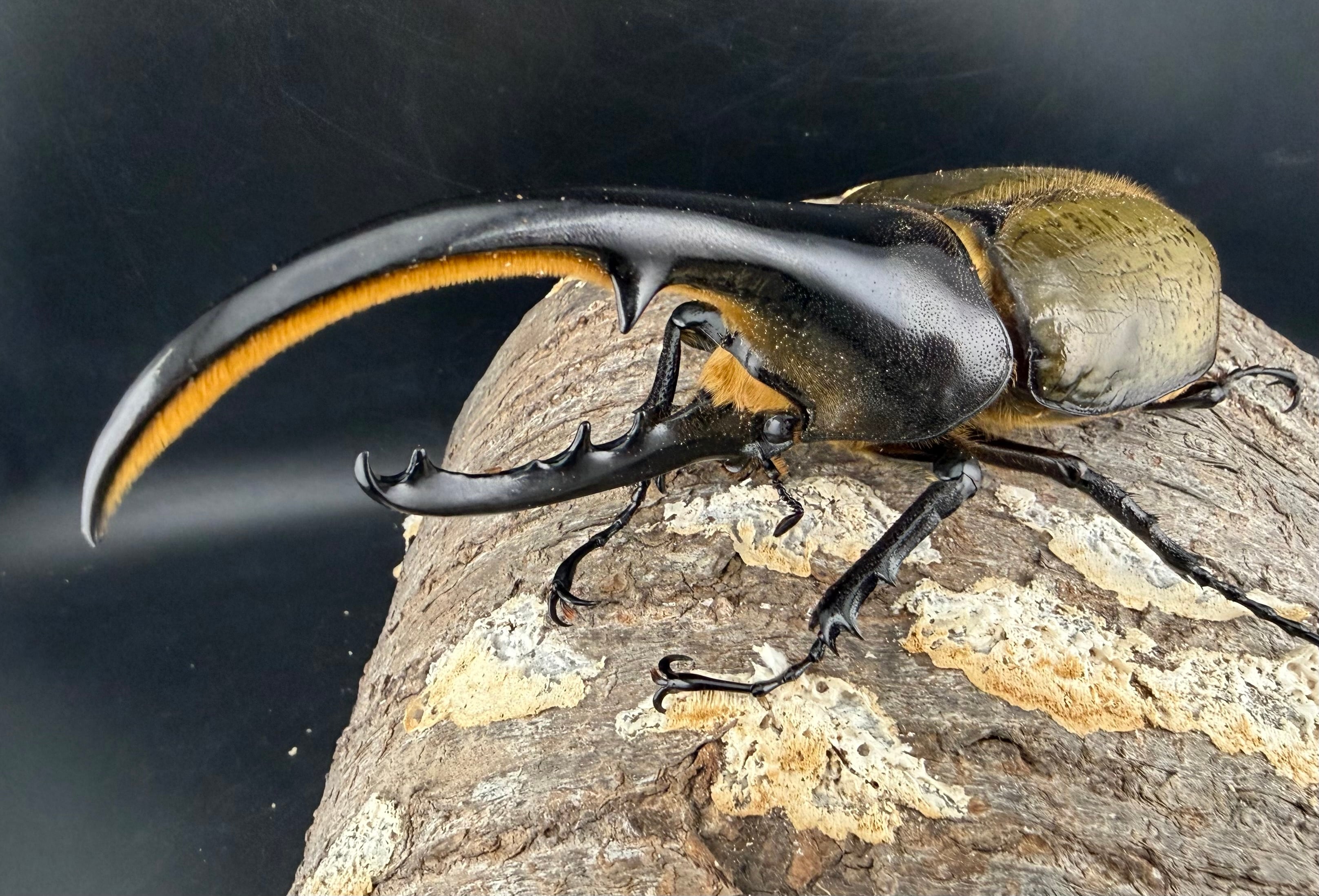 カブトムシ生体 | KPW公式オンラインショップ