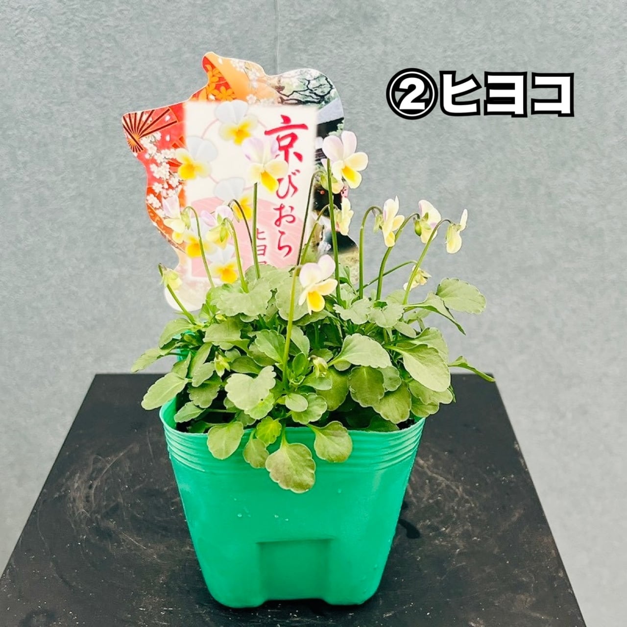 在庫］京びおら 20ポットMIX 3.5号 庭 ガーデニング 花 小輪 スミレ科