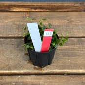 【クリアランス】ペペロミア jamesoniana Ecuador【107】