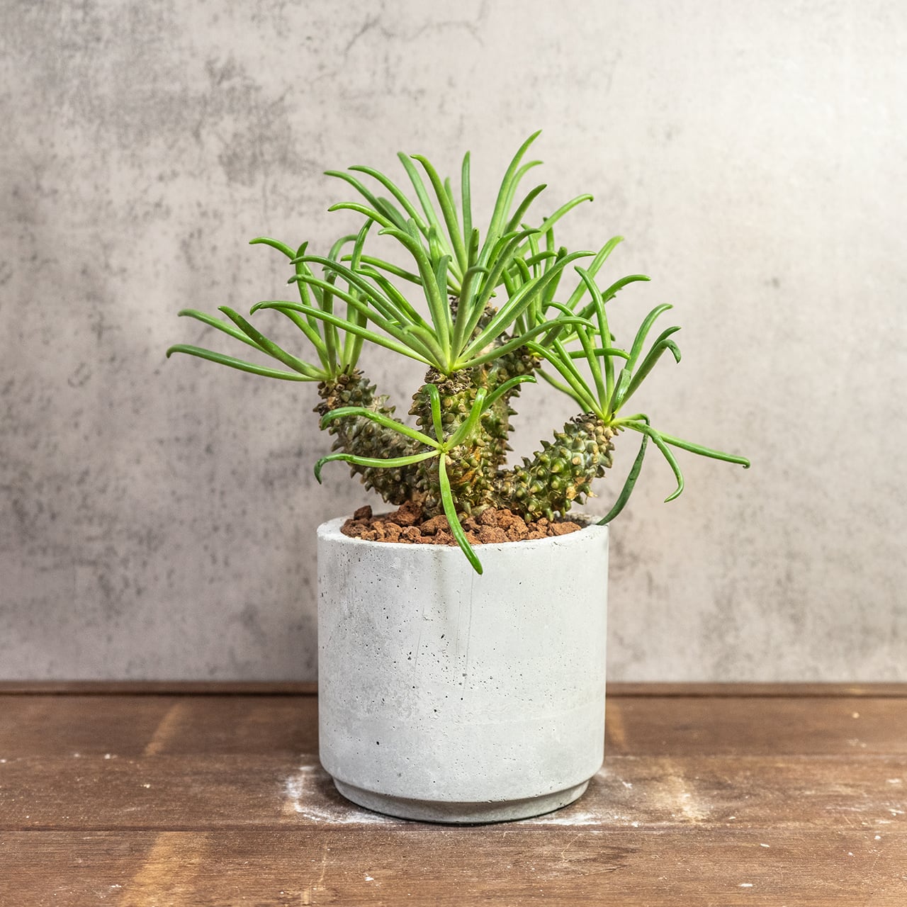 一点物の自作モルタル鉢で愉しむチレコドン・ワリチー 無骨な質感が植物を引き立てる 一株ごと仕入れた個性豊かな厳選株。｜虫発生抑制