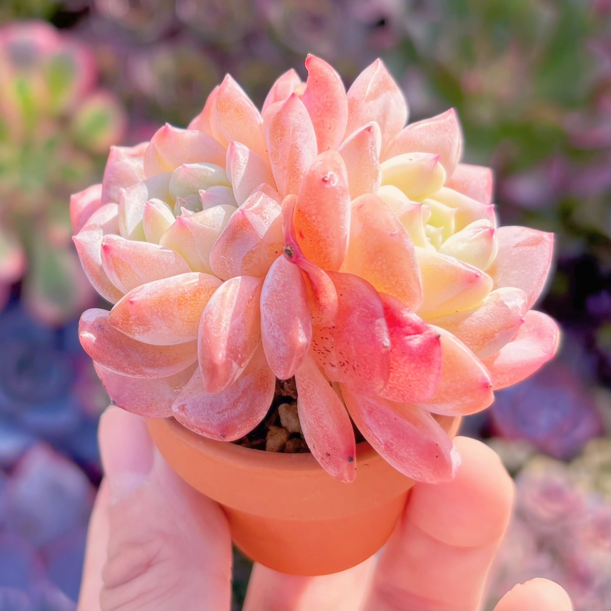 多肉植物 新品種 桃斑美人（ももふびじん） 新入荷 るる農園 | るる