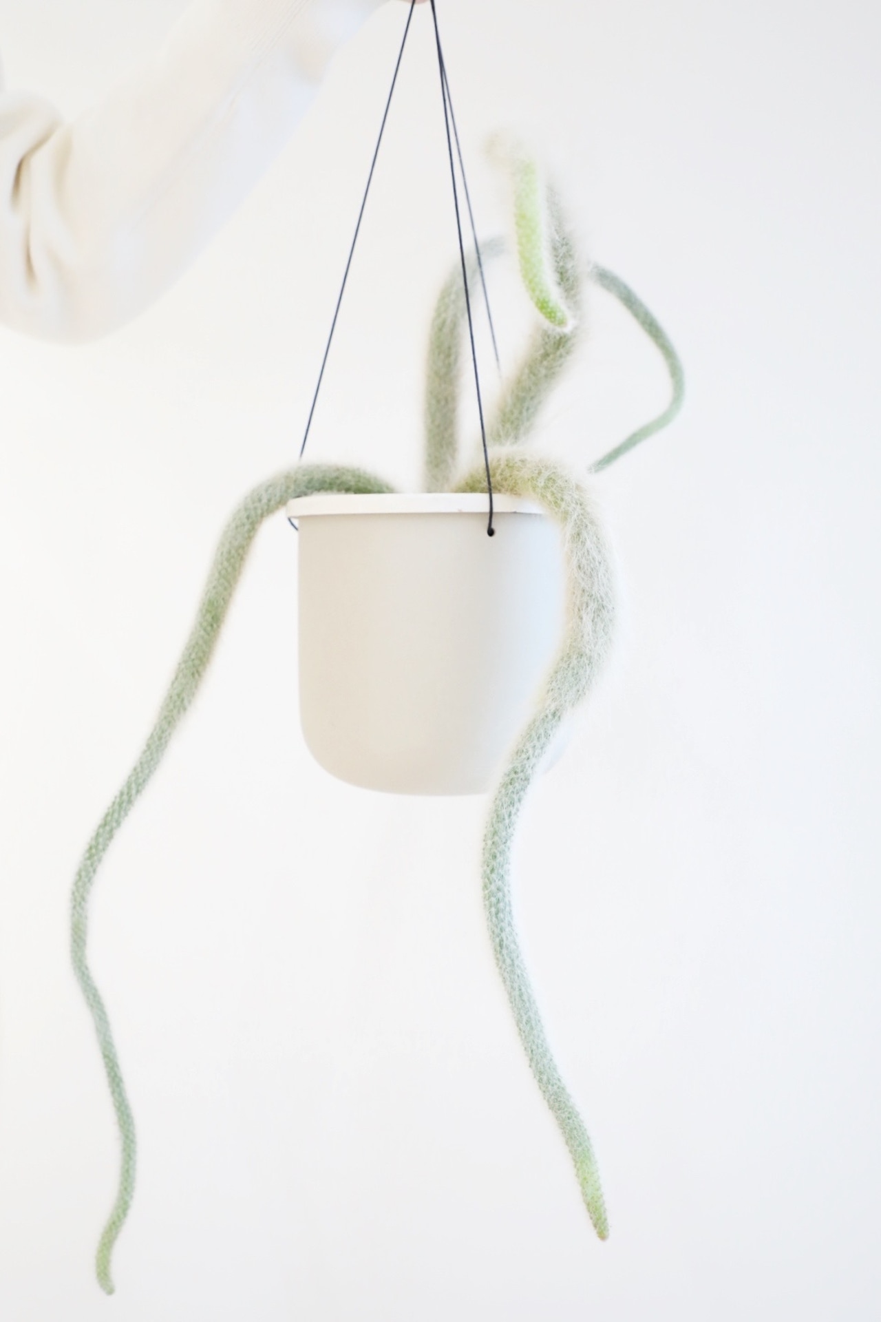 【M】ヒルデウィンテラ カラデモノニス/Hildewintera colademononis