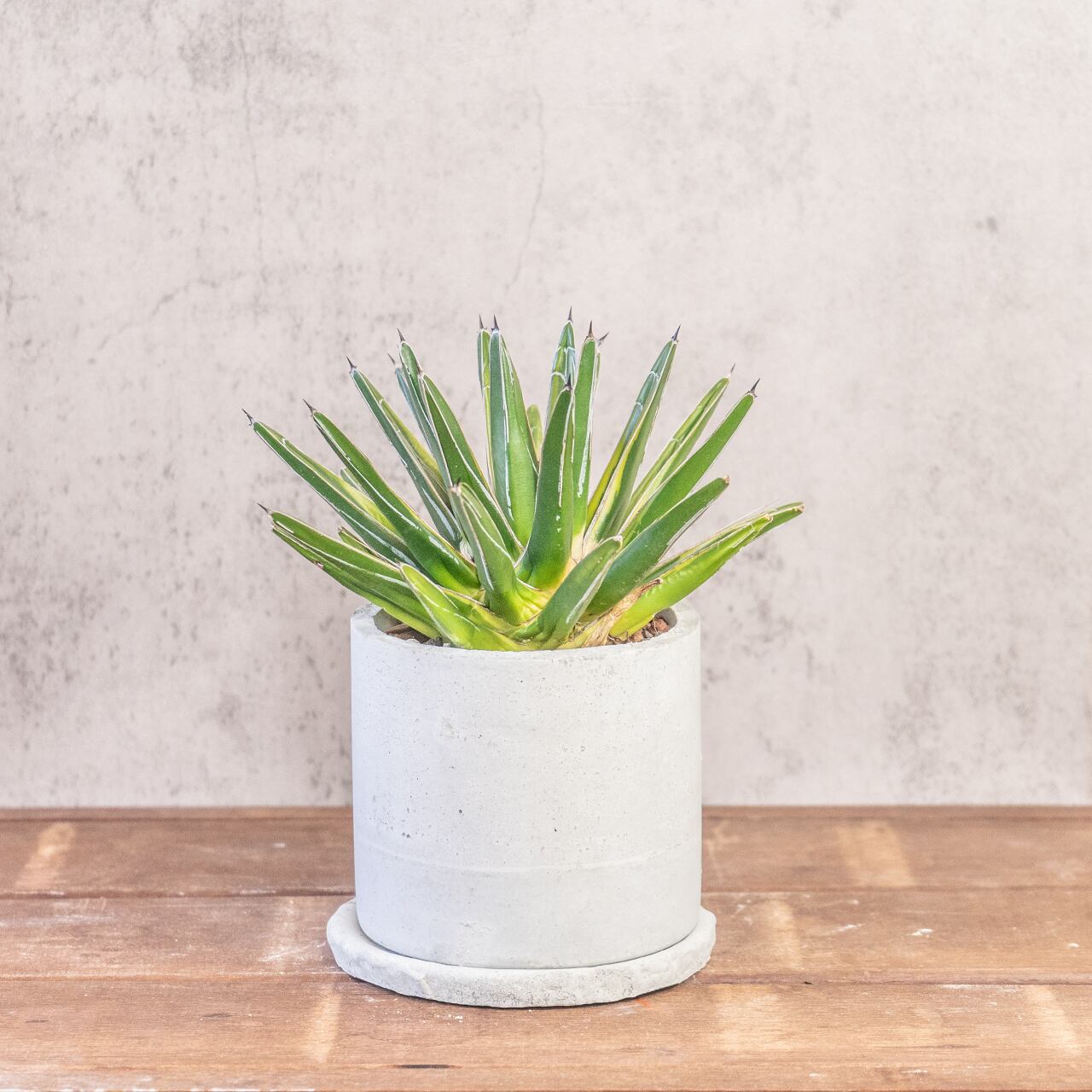 アガベ 笹の雪 黄覆輪 希少な多肉植物 モルタルの手作り鉢でお届け おしゃれなインテリアグリーン 卓上サイズ