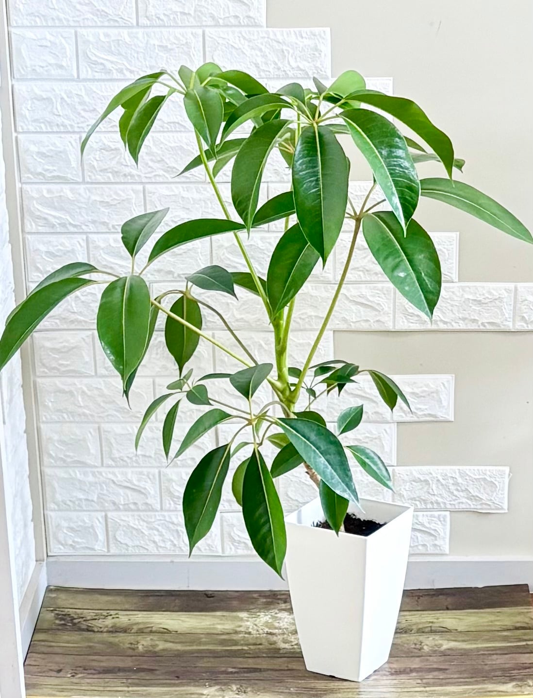 観葉植物のお店 feerie（フェリエ）