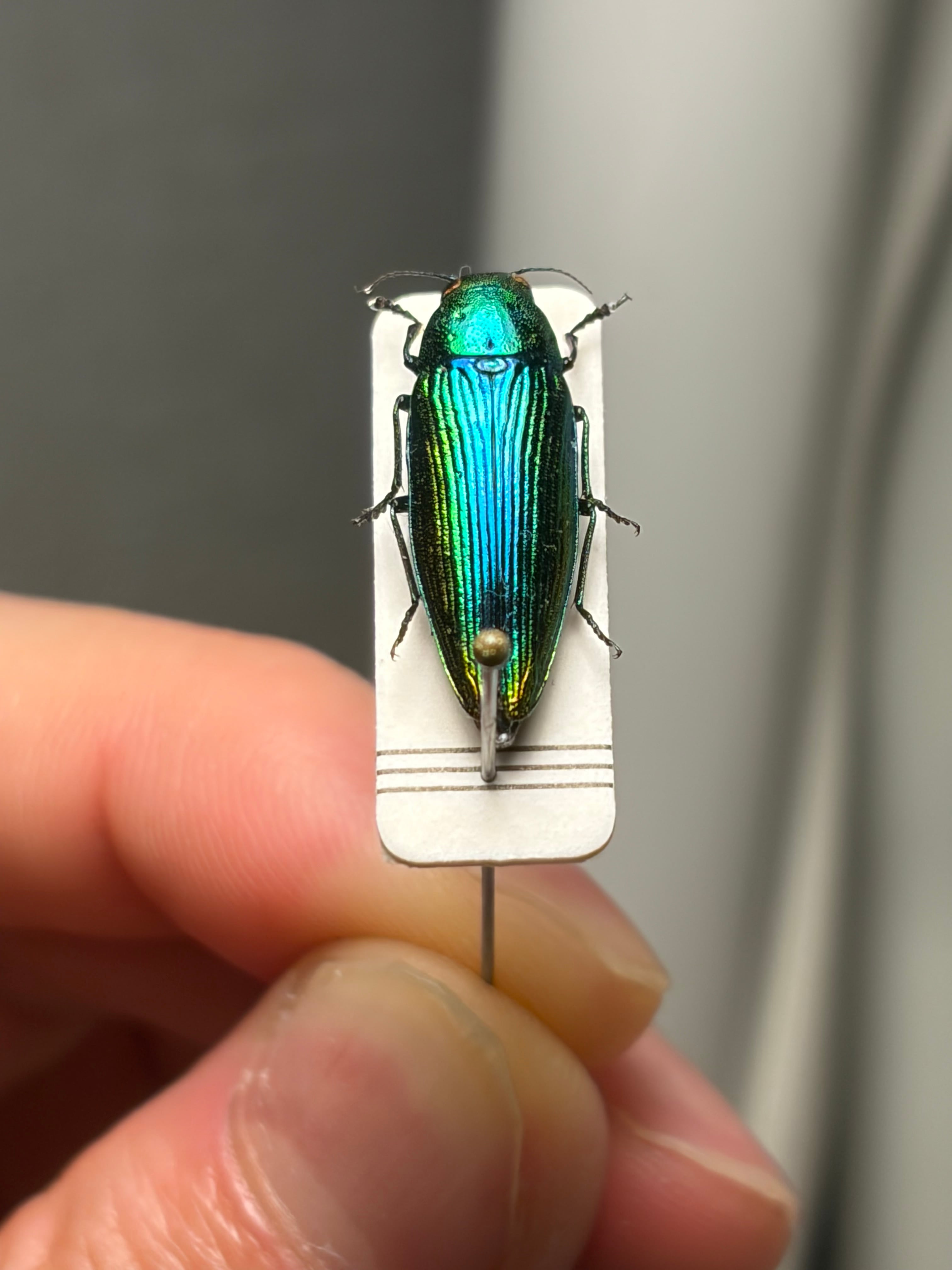 青玉虫最高峰】エゾアオタマムシ 昆虫標本 コブハムシ ハムシ
