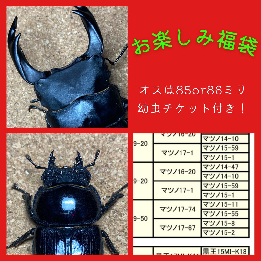 ◇イベントやお祭りに‼️オオクワガタ幼虫100頭◇