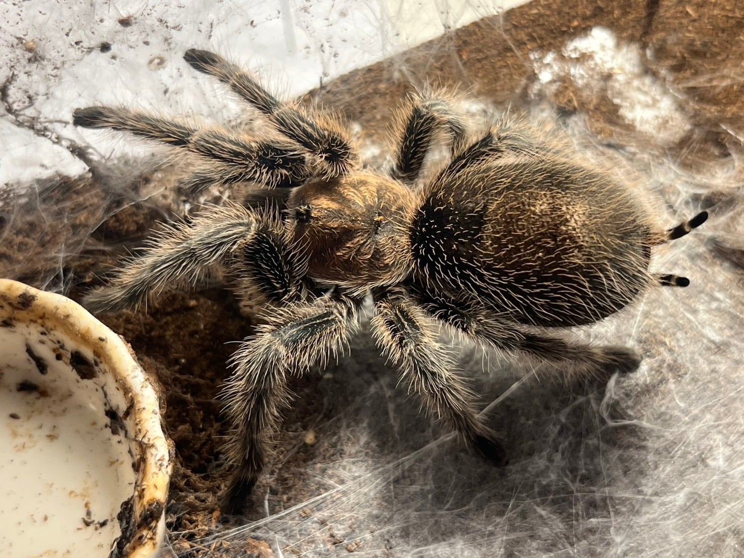 オモニキチュウ