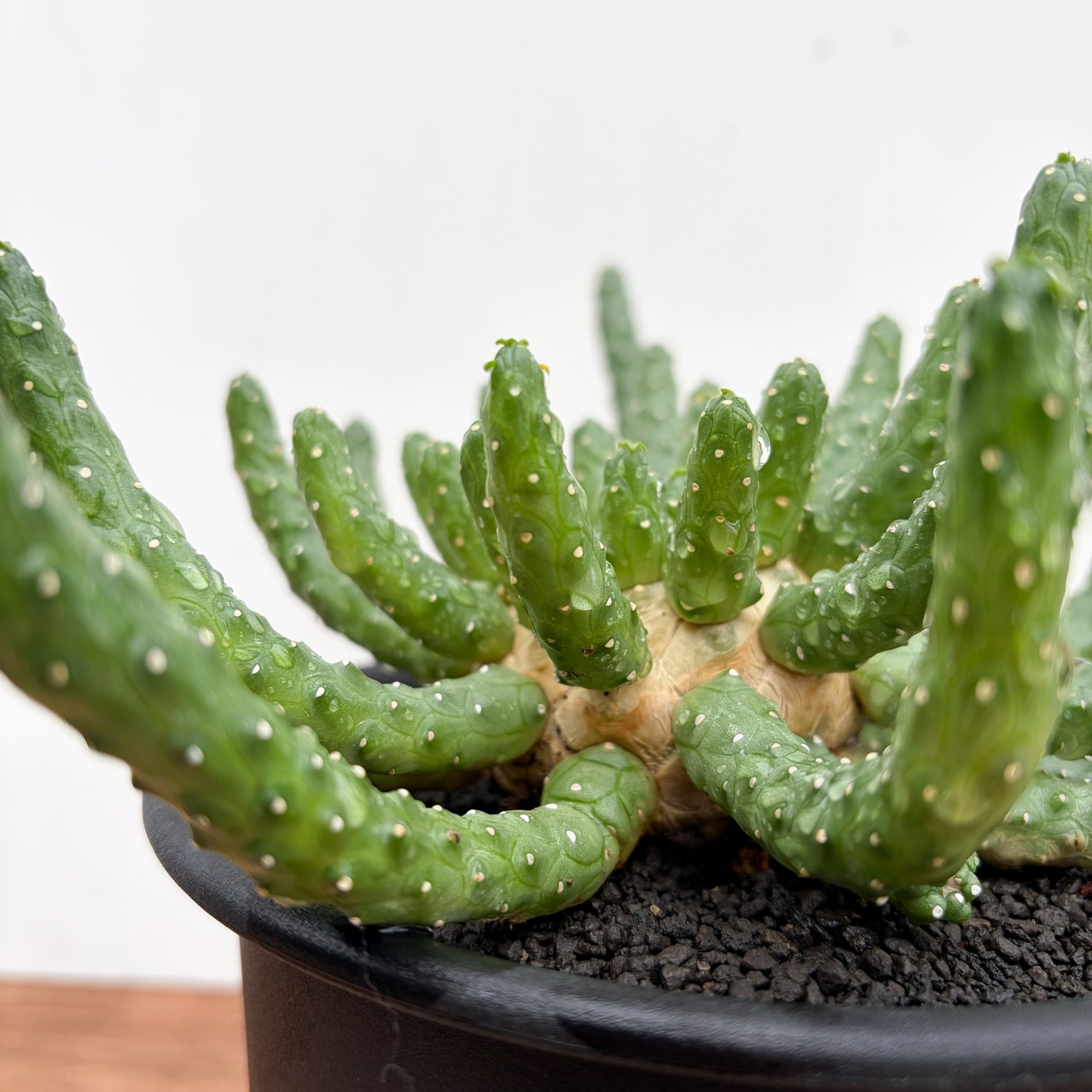 Euphorbia inermis【ユーフォルビア・イネルミス・九頭竜】