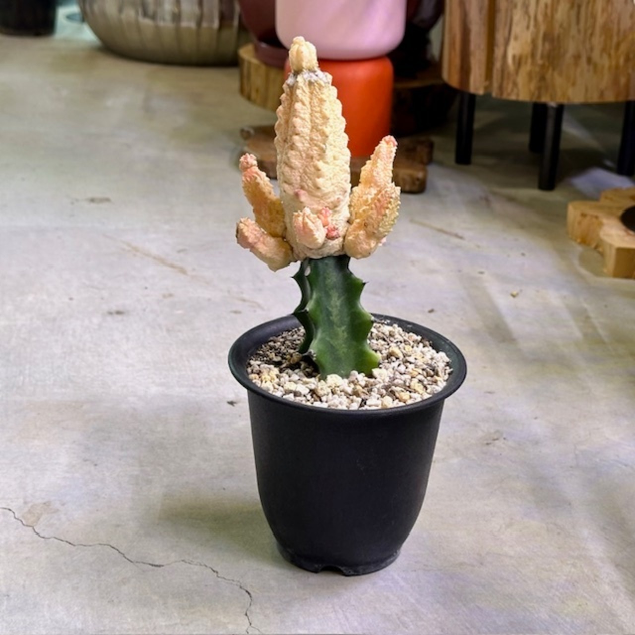 ユーフォルビア　アブデルクリ　ダマスク