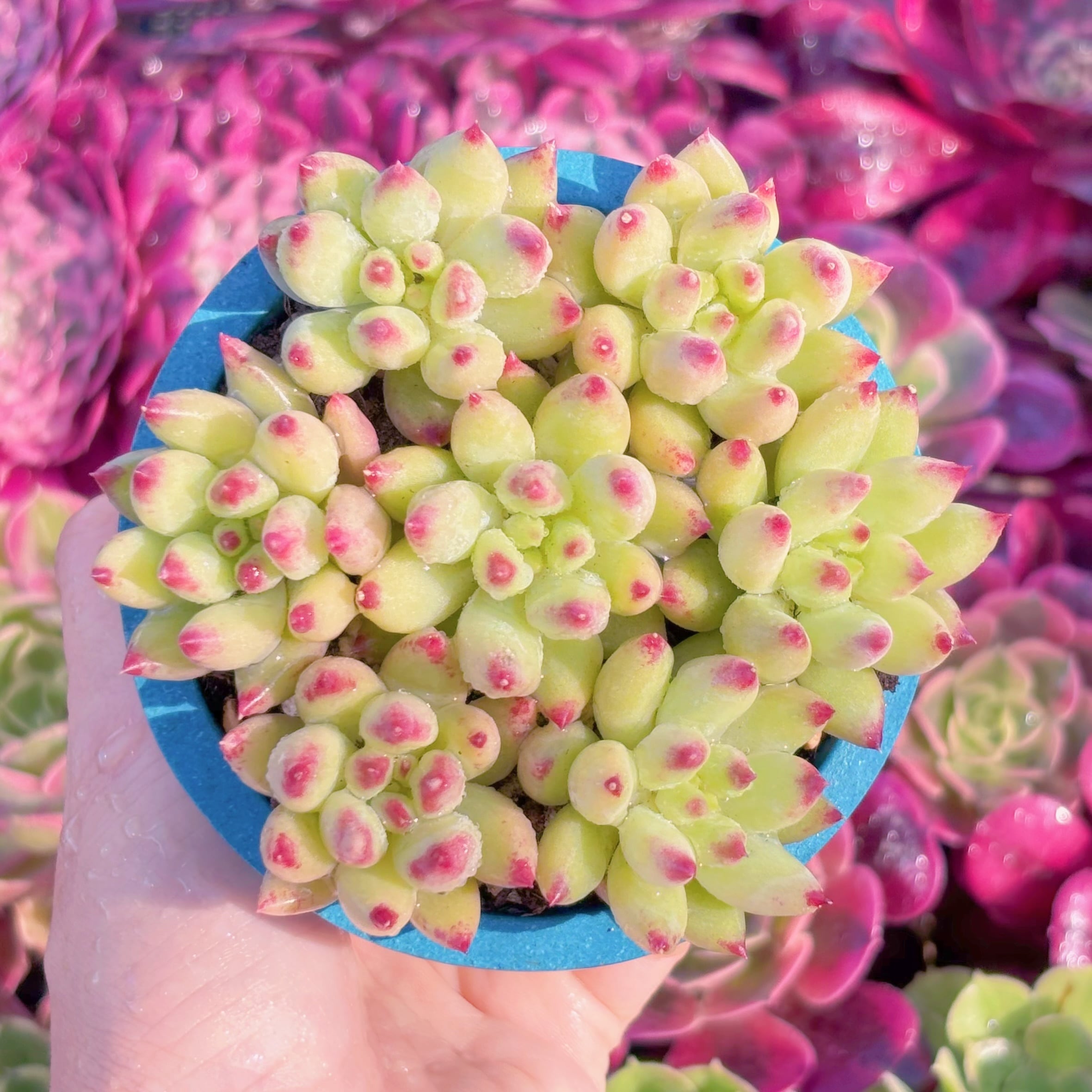 多肉植物　岩字(7苗)　新入荷　るる農園