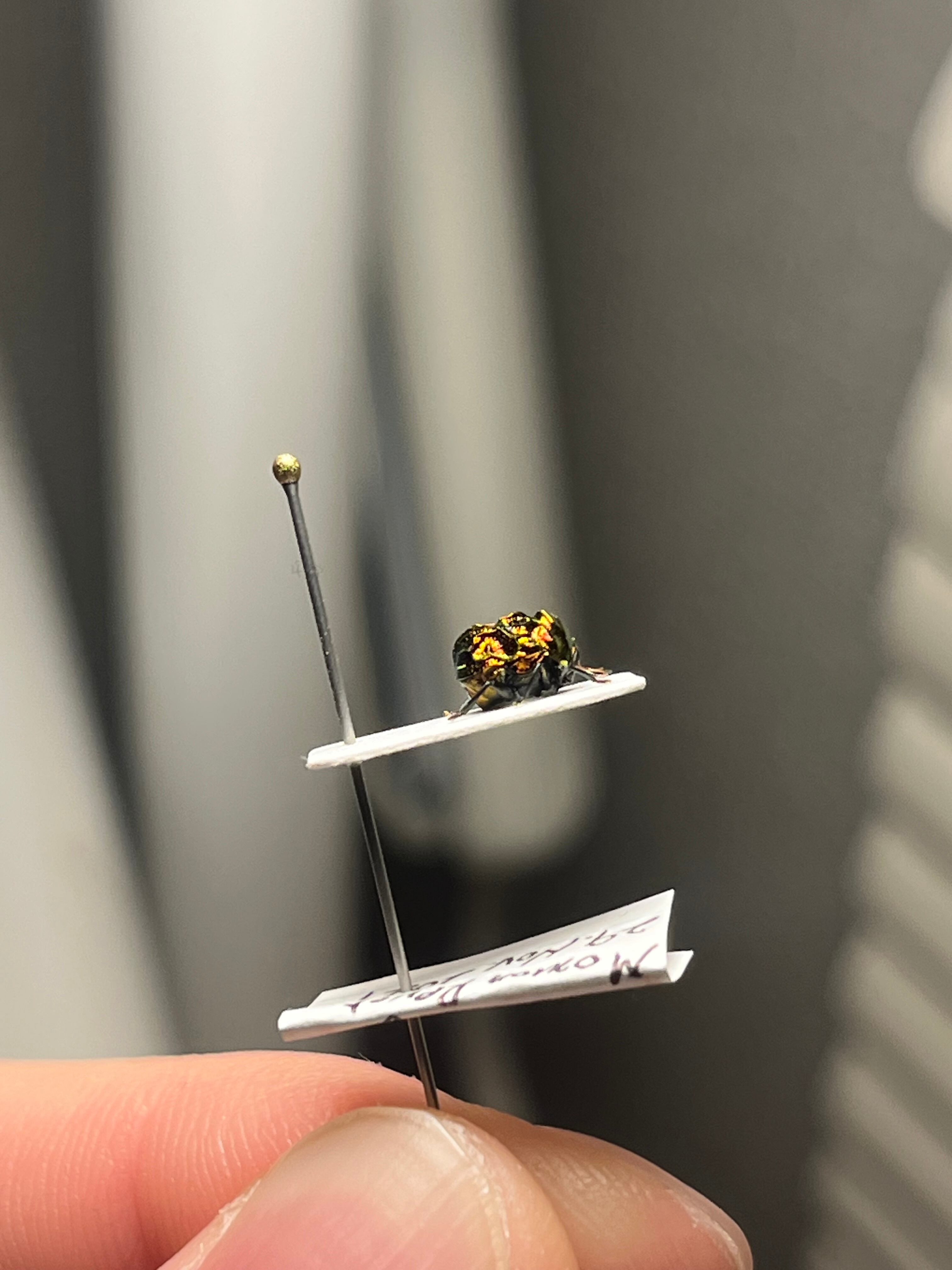 4mm】アカガネオオコブハムシ 赤銅色 コメツキムシ昆虫標本甲虫