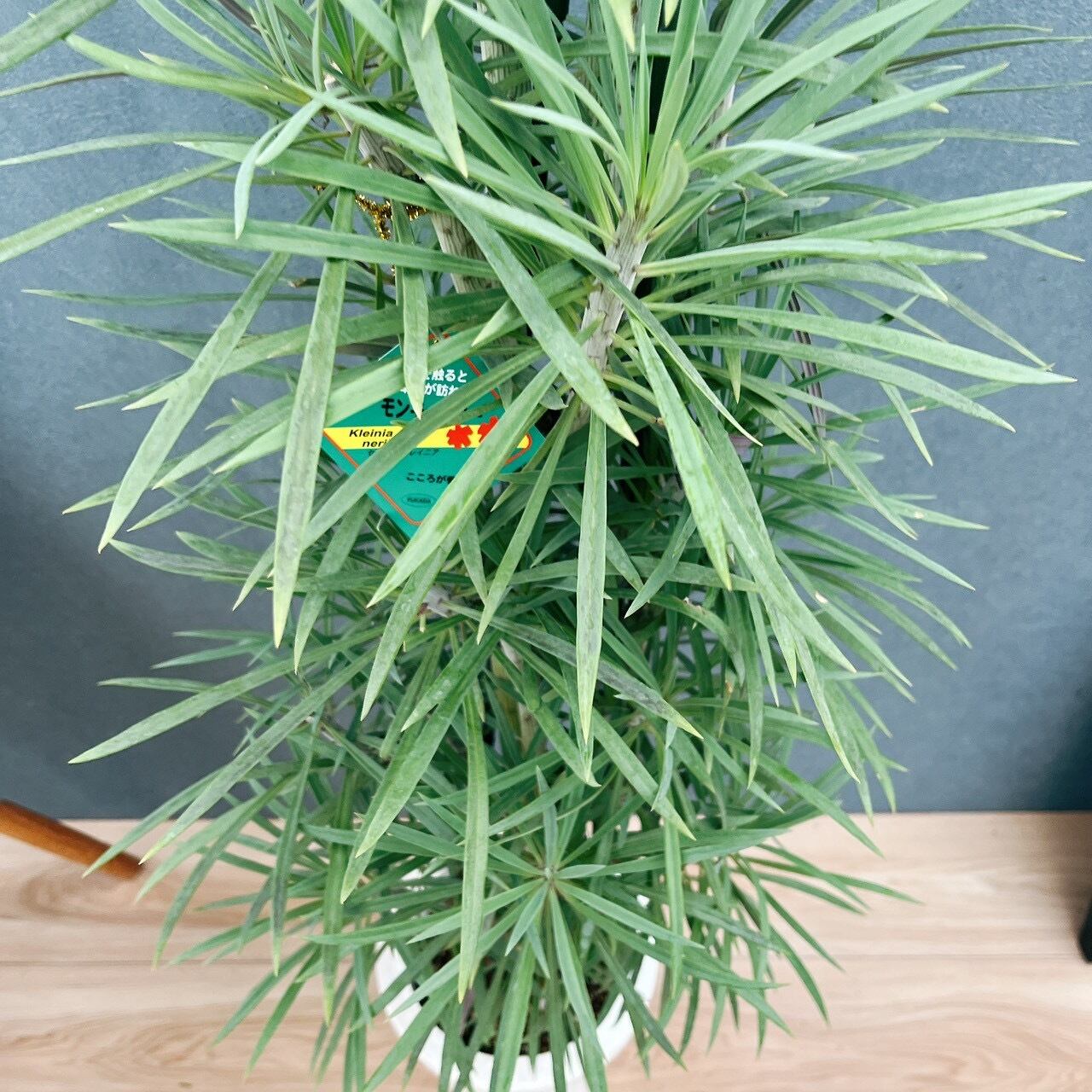 現品］N1 セネシオ クレイニア モンキーツリー 7号 観葉植物 レア 多肉