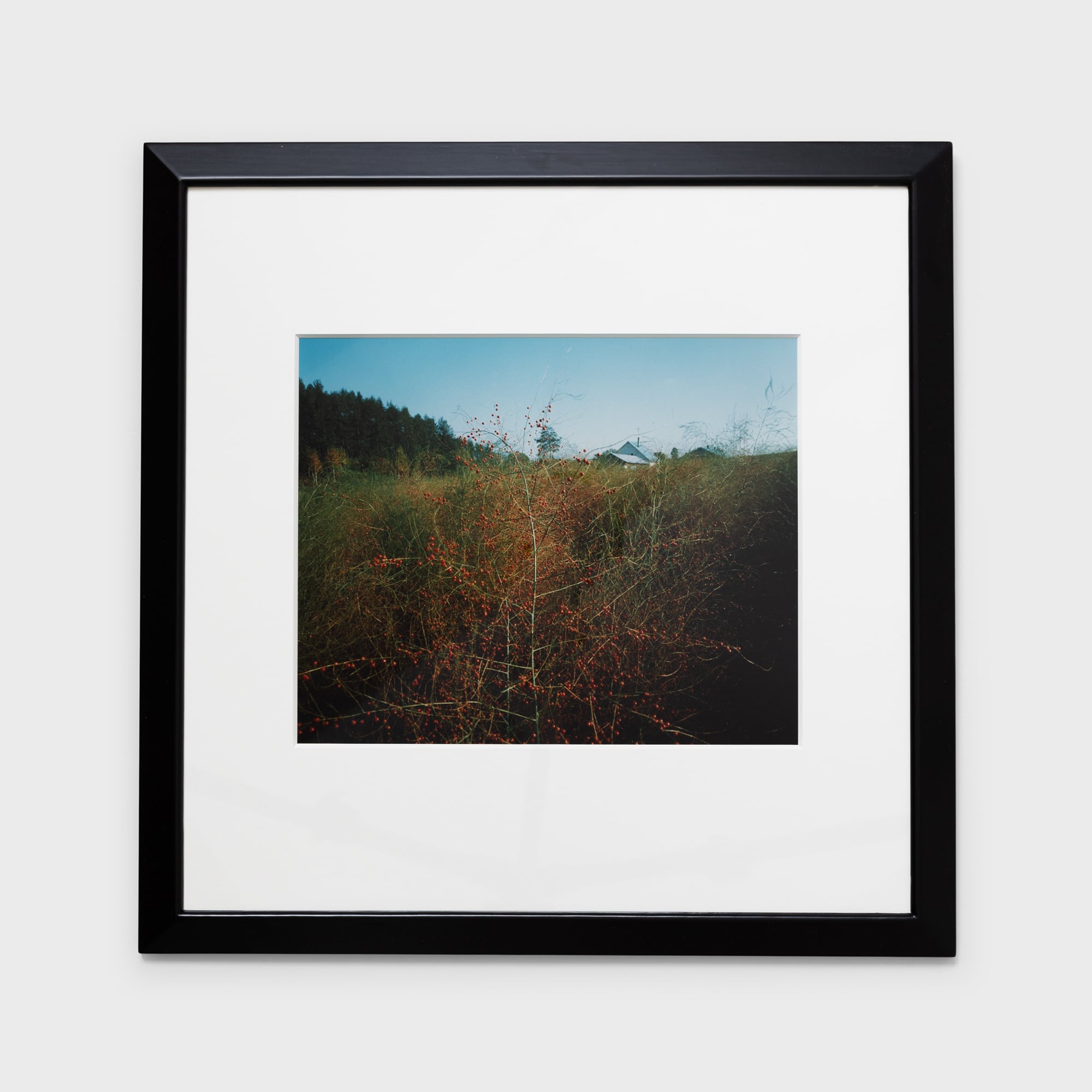 前田真三額装写真「秋の彩り」黒木額〈展示品〉 | 拓真館 TAKUSHINKAN