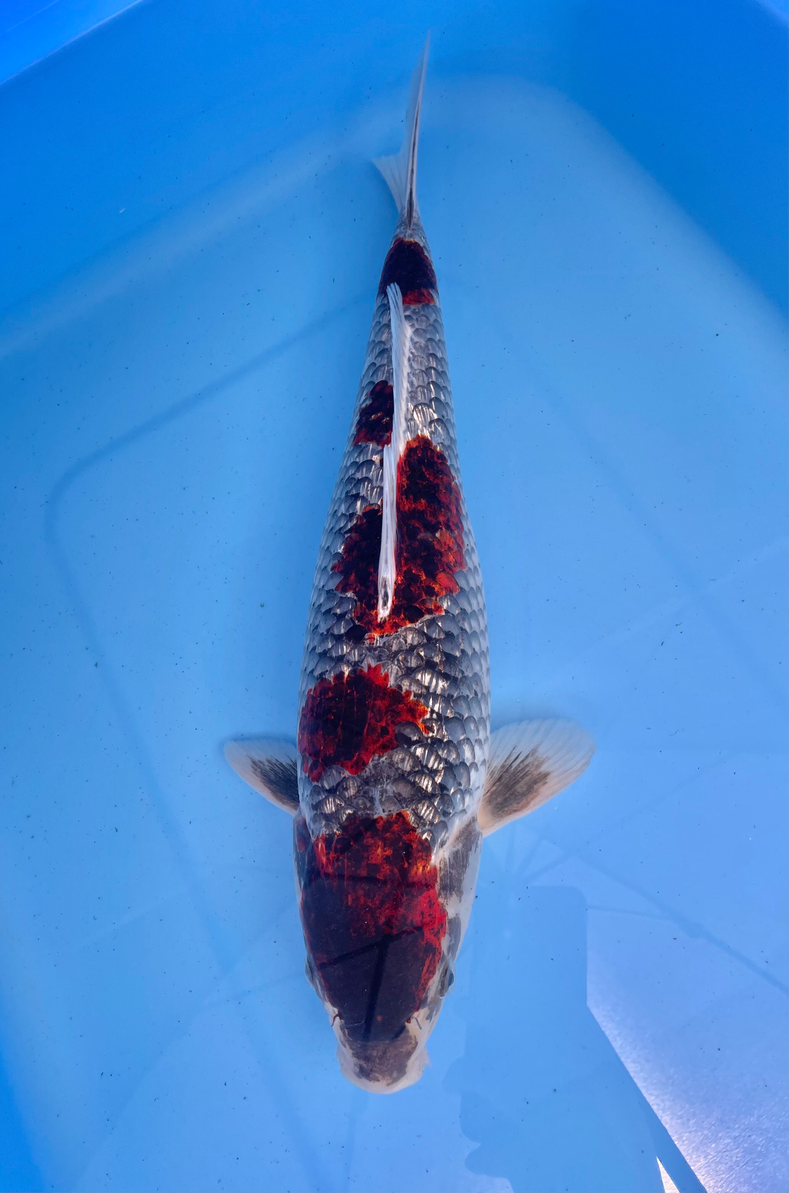 肩上がり 特殊鯉個体 50cm±