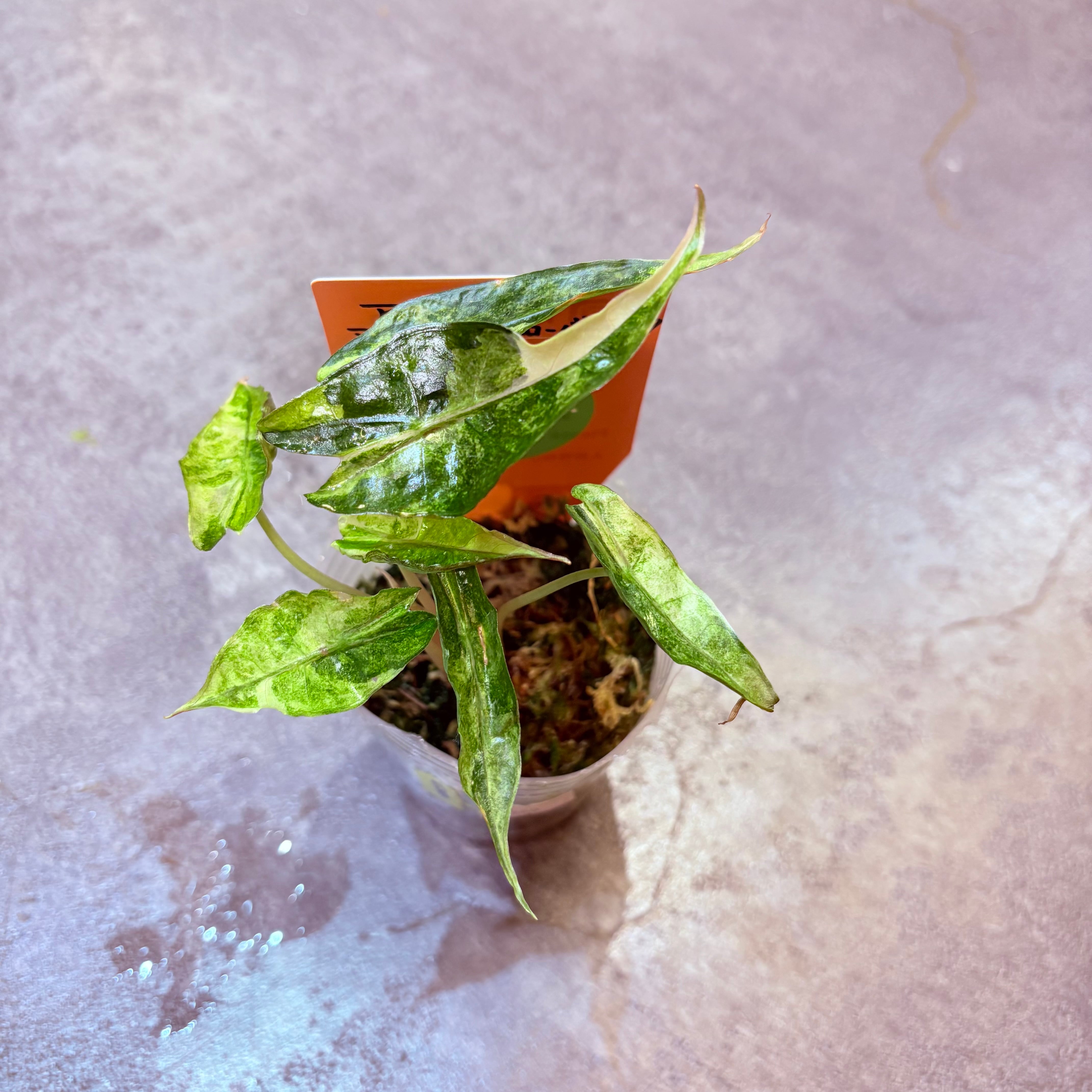 アンスリウム ルクスリアンス×ラディカンス 5号【荒木植物園さん