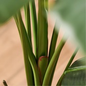 ストレリチア210㎝［人工観葉植物・フェイクグリーンT］