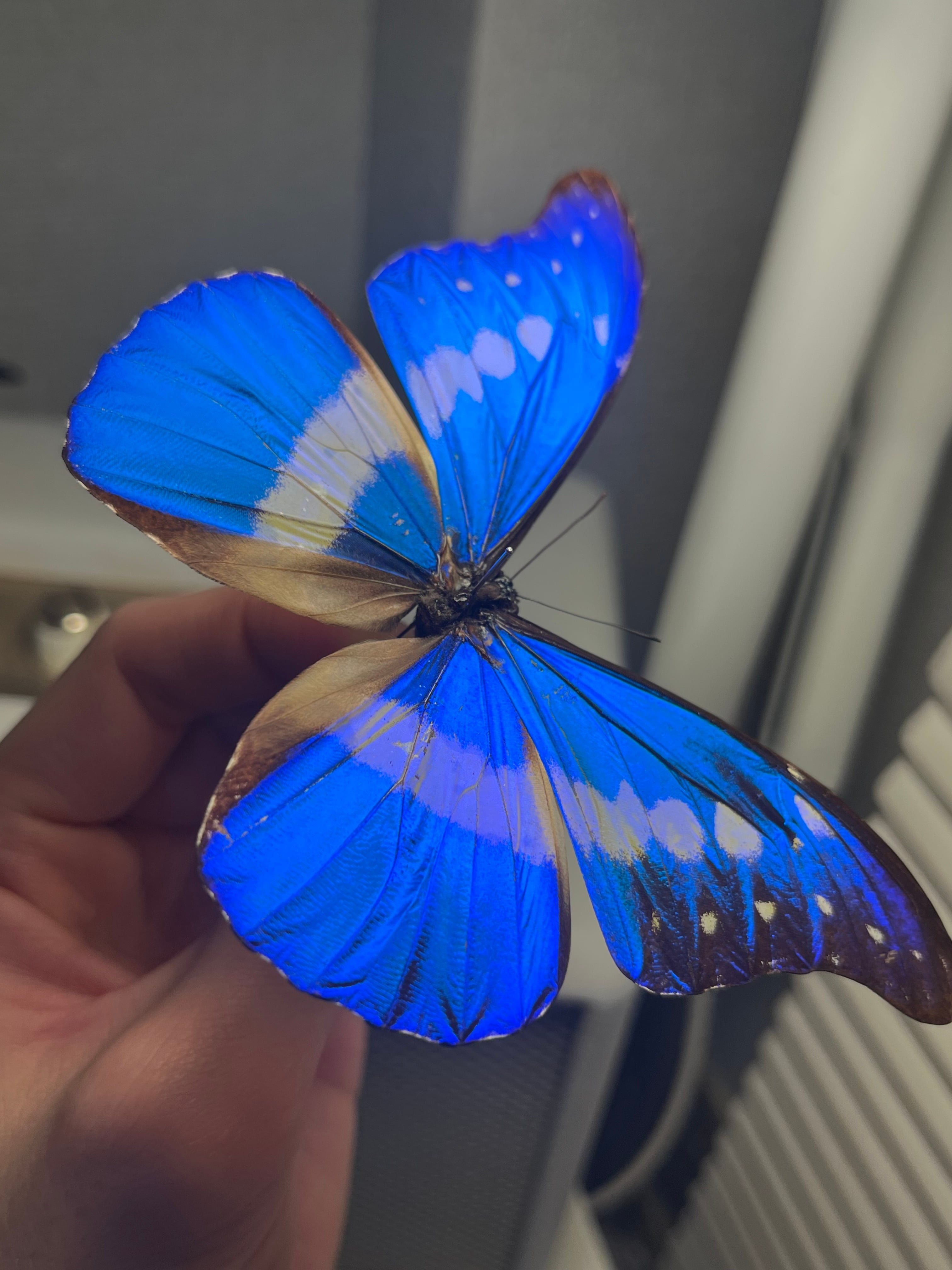 ヘレナモルフォ レテノールモルフォ蝶 蛾ピカソモスモルフォチョウ