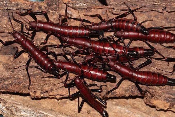 七節 | オモニキチュウ