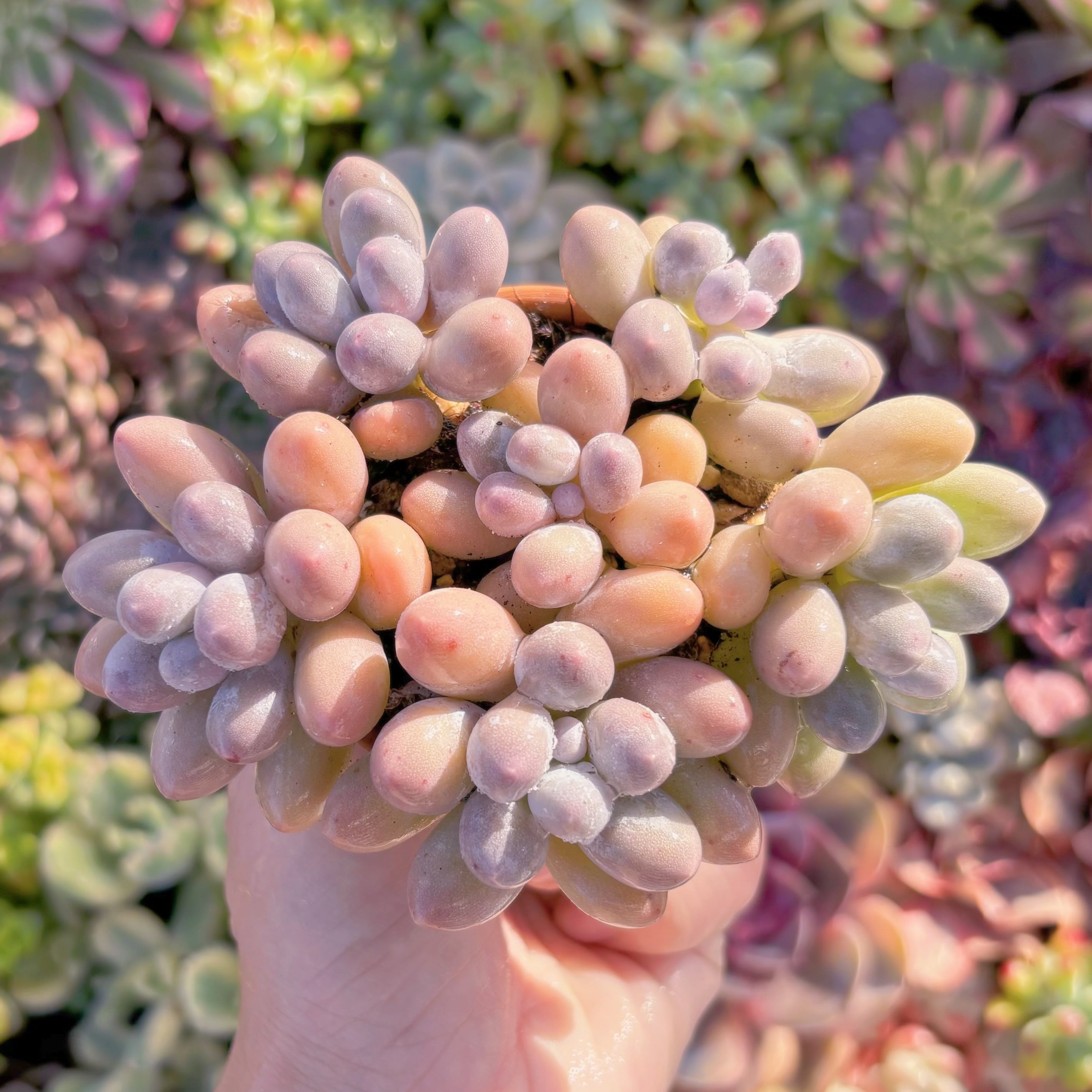 現品　湯園チーズ#M134　群生　るる農園