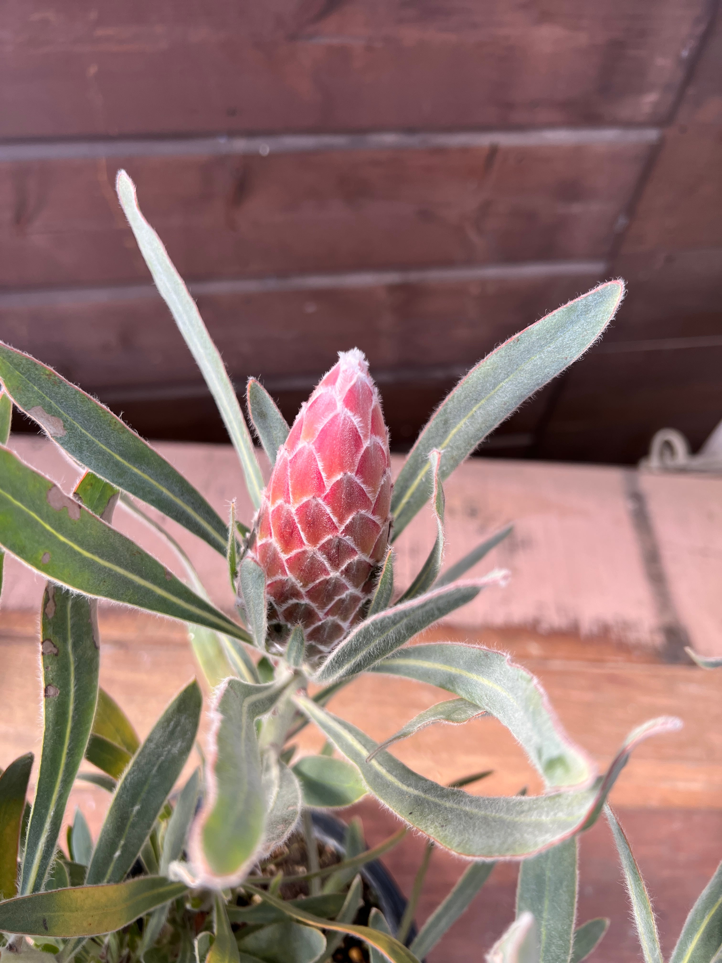 プロテア ジュリエット③ 花:6個 | 沼ノ上農園