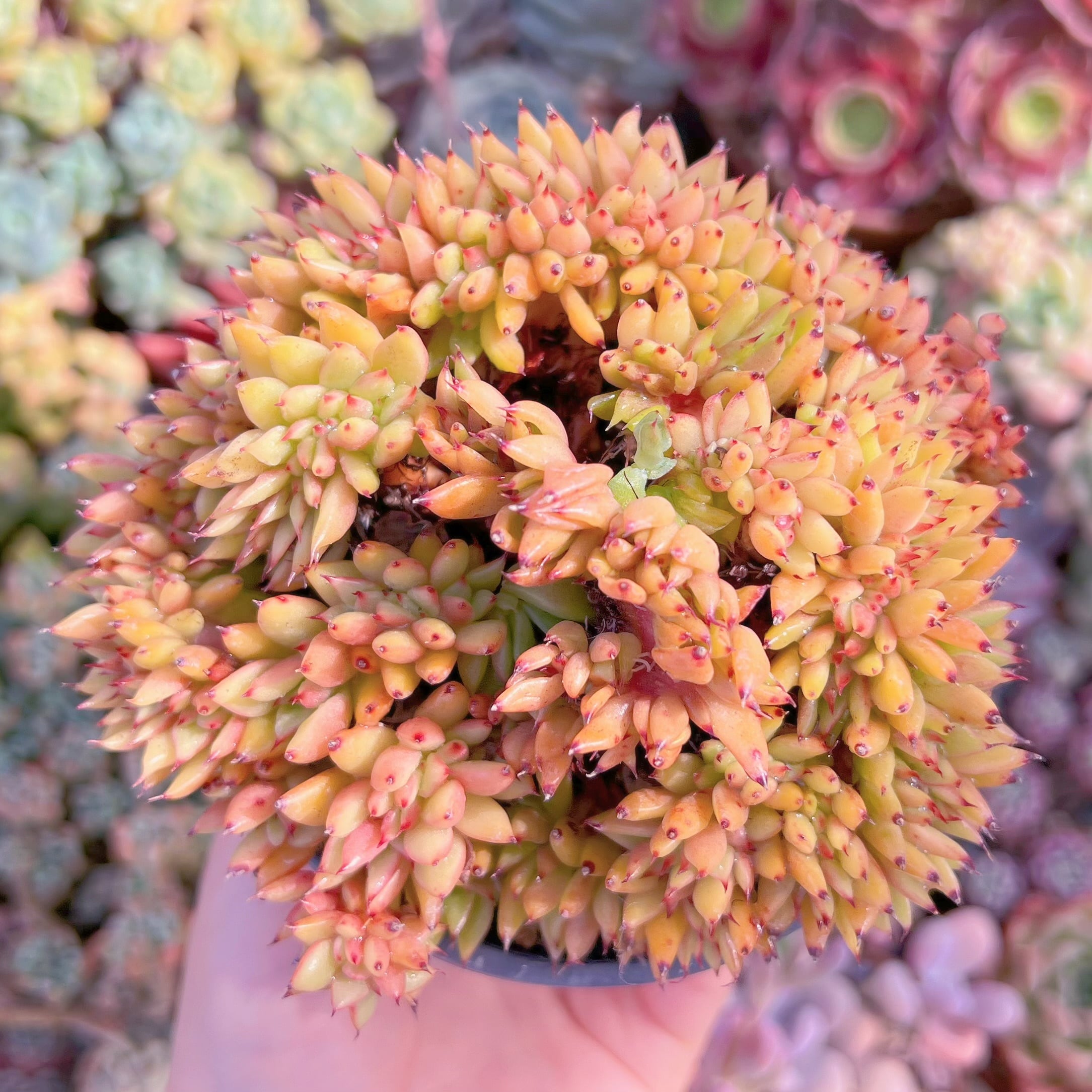 現品　魅惑の宵缀化#A26　るる農園