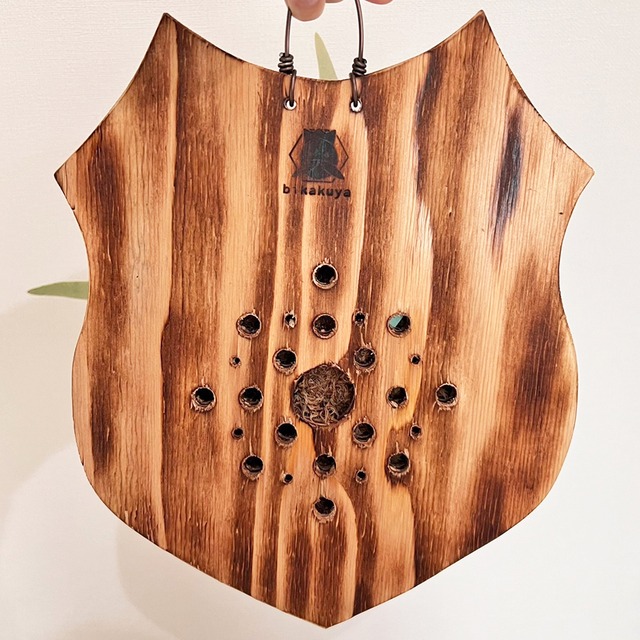 ビカクシダ ベイチー 板付 【観葉植物 壁掛け コウモリラン】