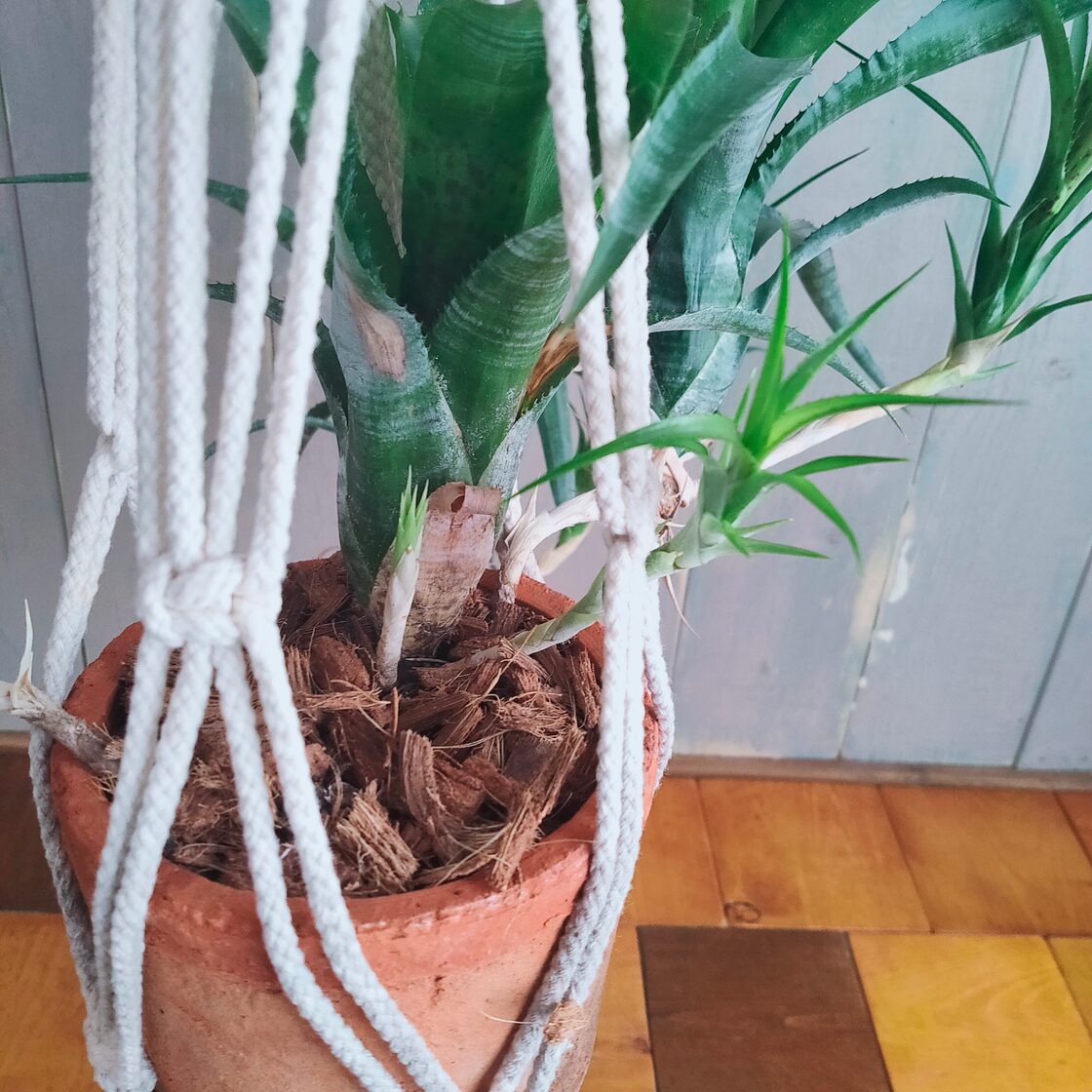 観葉植物】ネオレゲリア 陶器鉢 吊り下げ | PAY ID