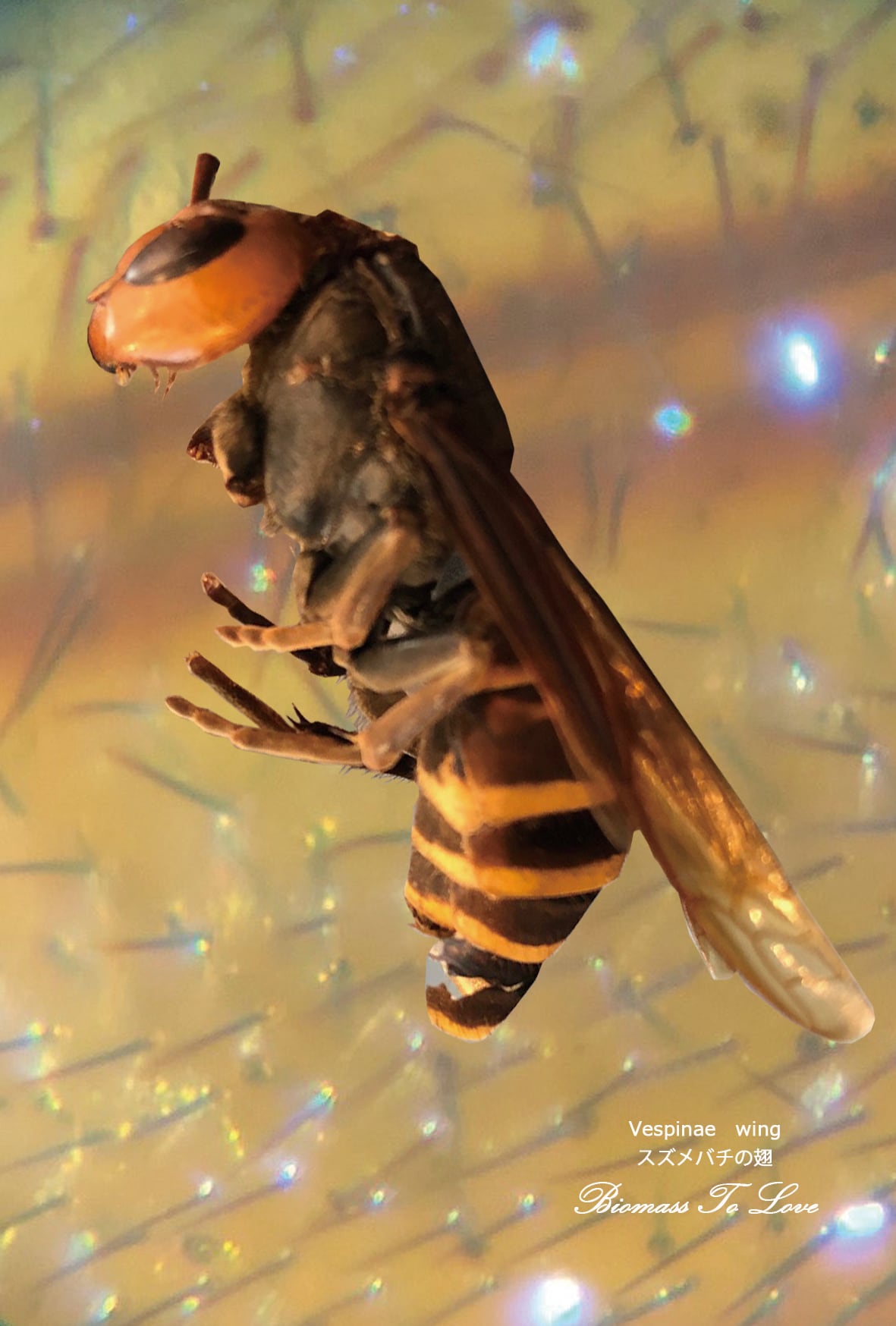 確認用　ミツバチ様 626321d585bdff49ee3ed74efe4791