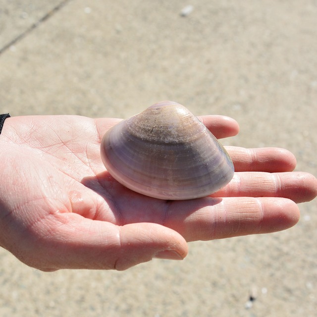 2026年2月3日（火）発送【厳選】国産ハマグリ 2kg