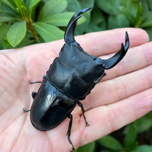 【美形・新成虫】佐賀県神埼郡神埼町産”オオクワガタペア(♂78mm) # 8153−301