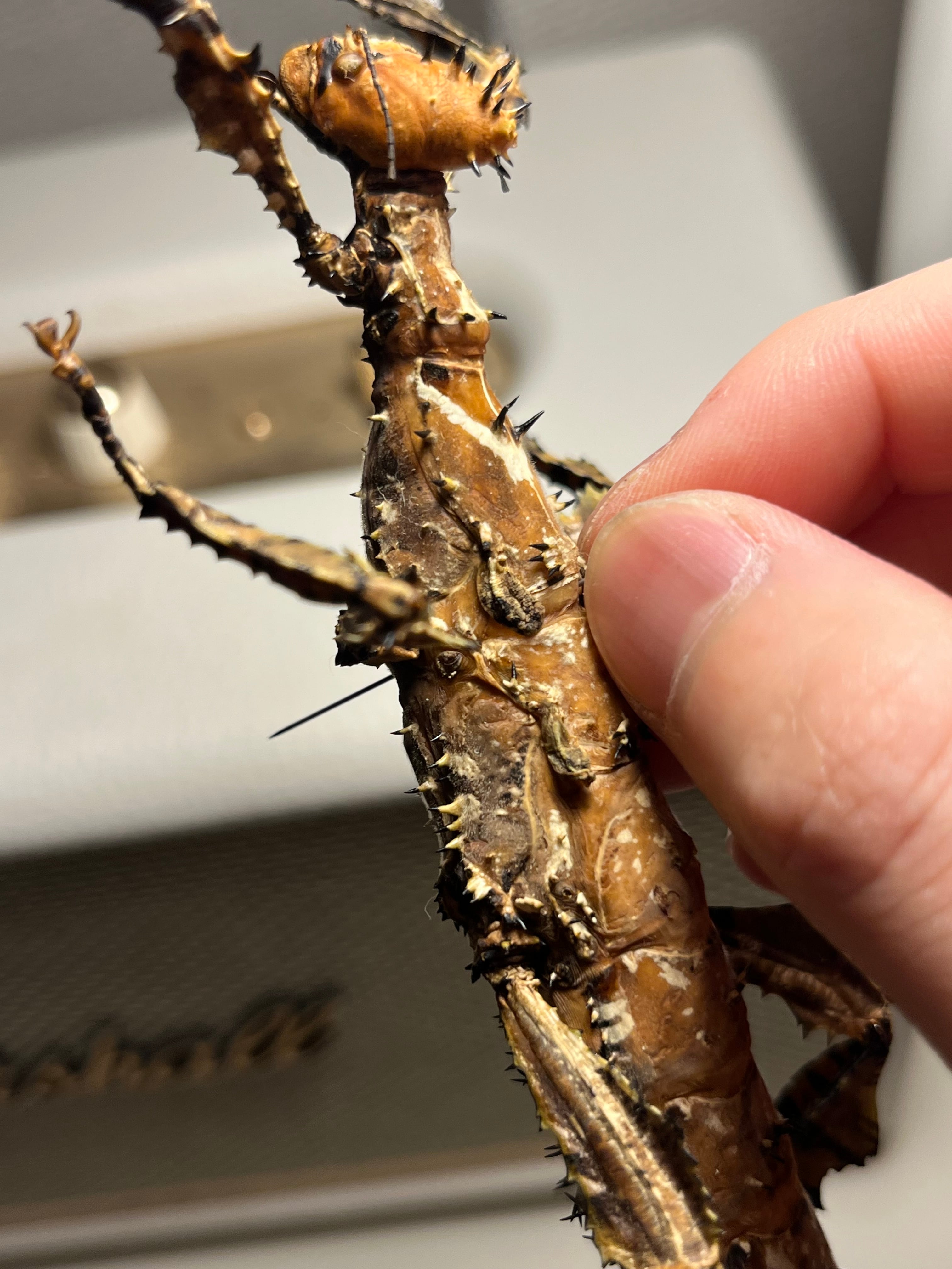極BIG】ユウレイヒレアシナナフシの昆虫標本 Extatosoma popa