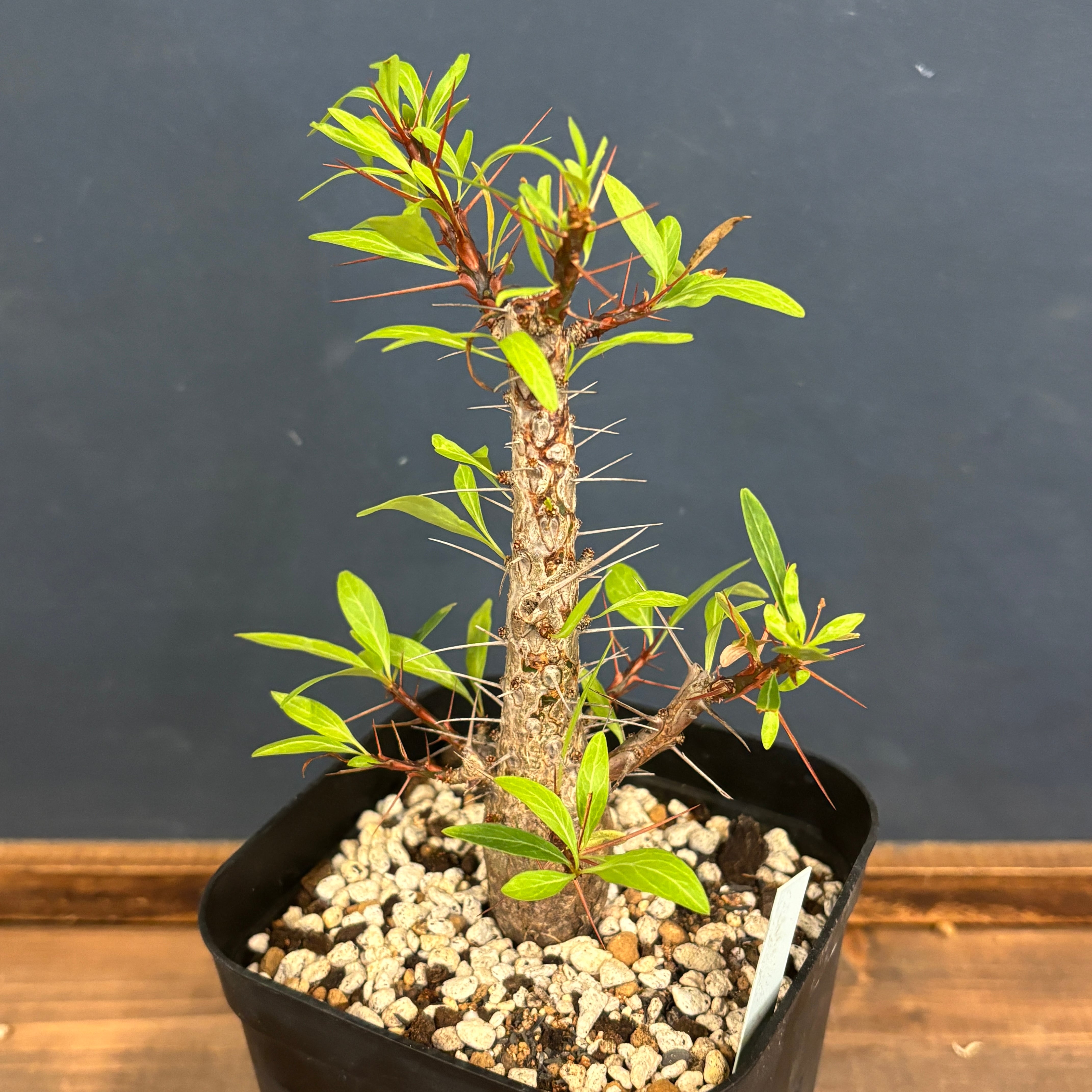 クリアランス】フォークイエリア プルプシー【724】 | PROTOLEAF